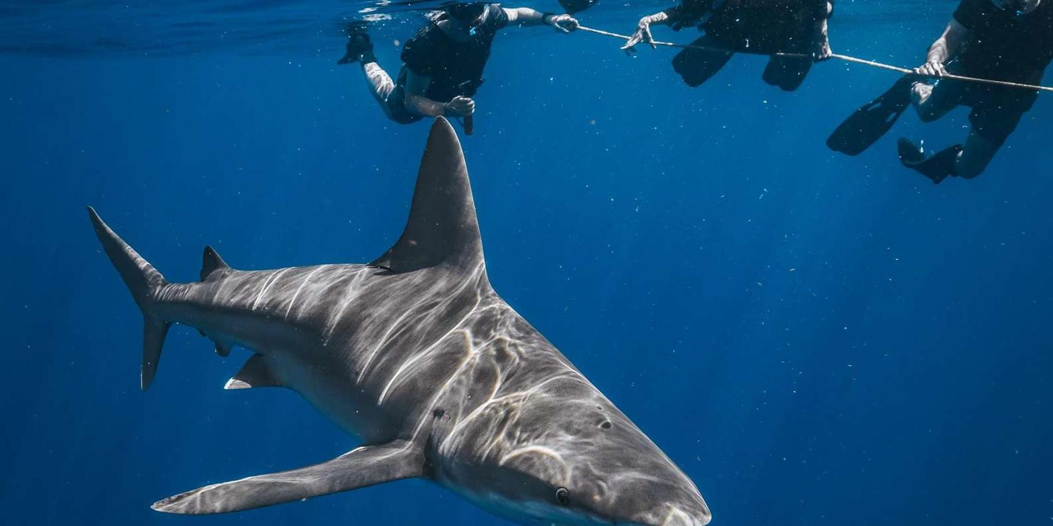 West Palm Beach Shark Snorkel Adventure