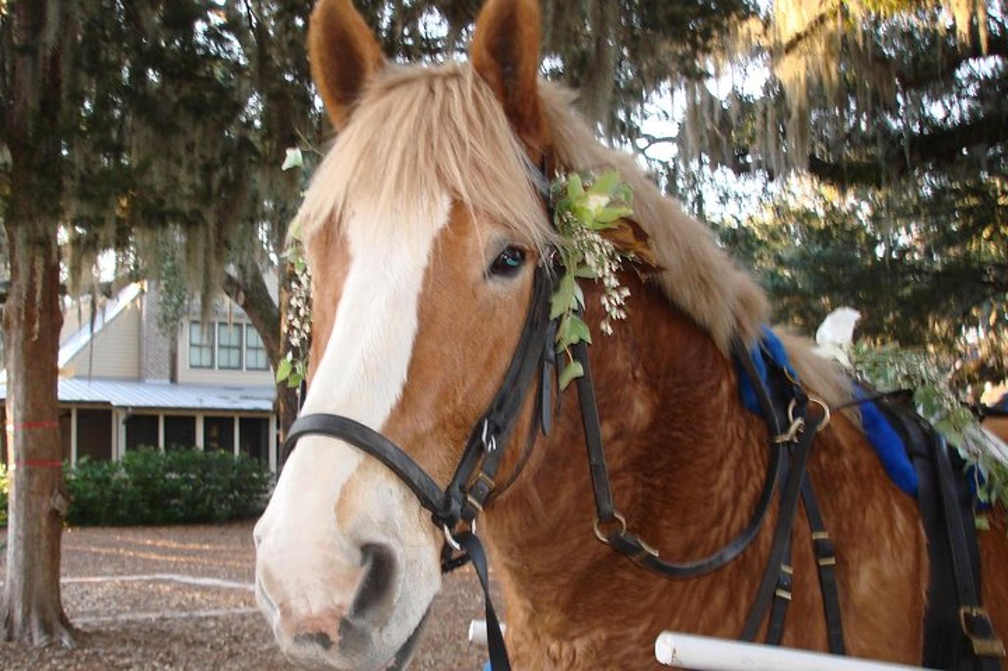 Beaufort Horse Drawn Carriage Tour - Image 3