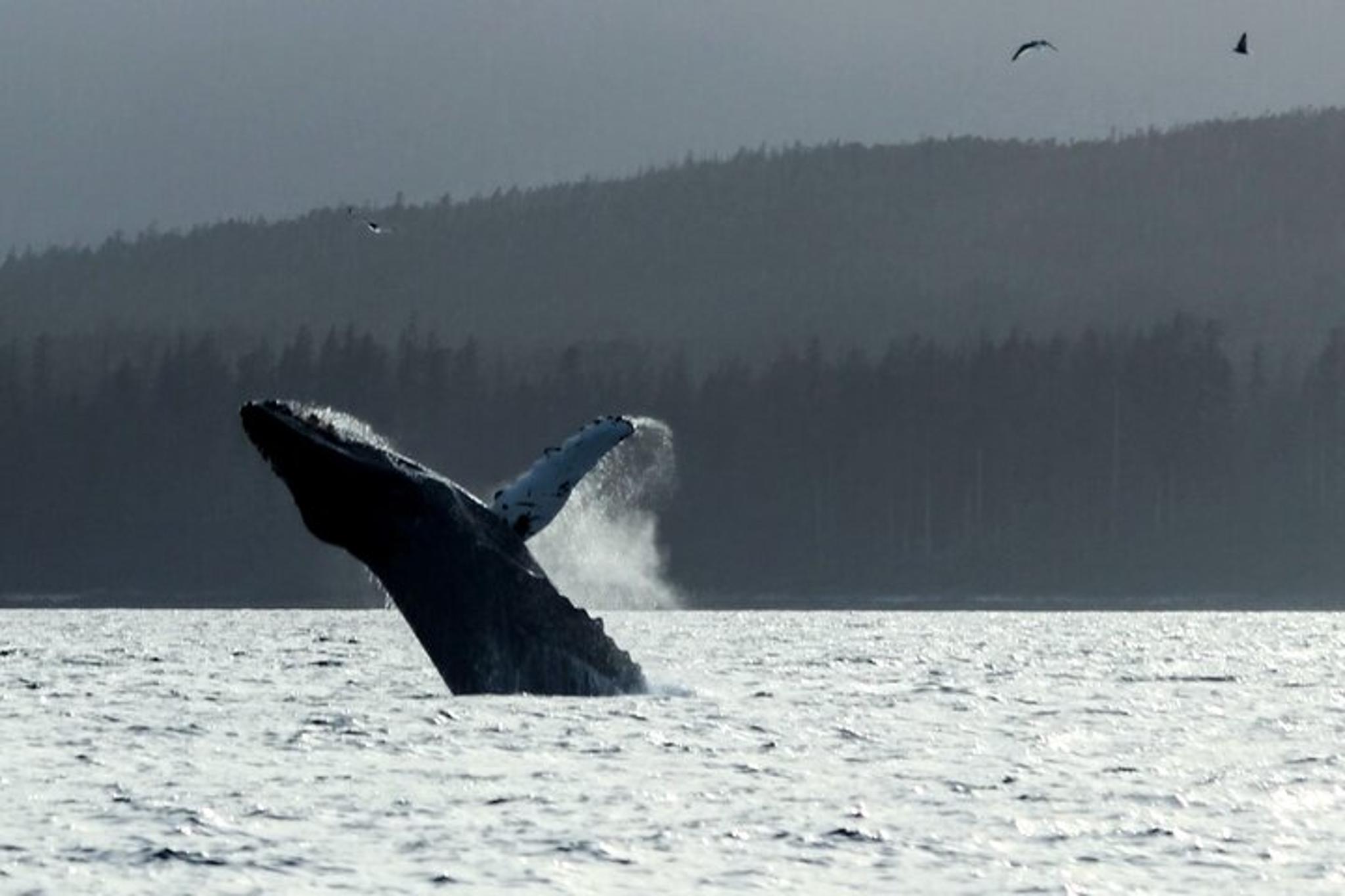 Sitka Marine Wildlife Tour - Image 4