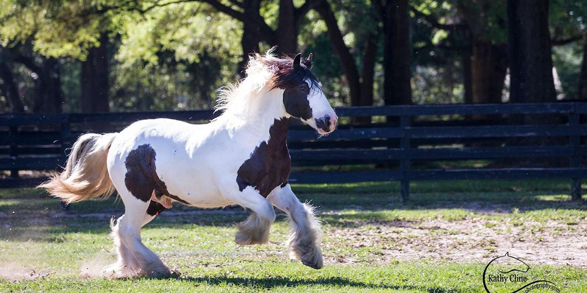 Ocala Gypsy Gold Horse Farm Tour - Image 4