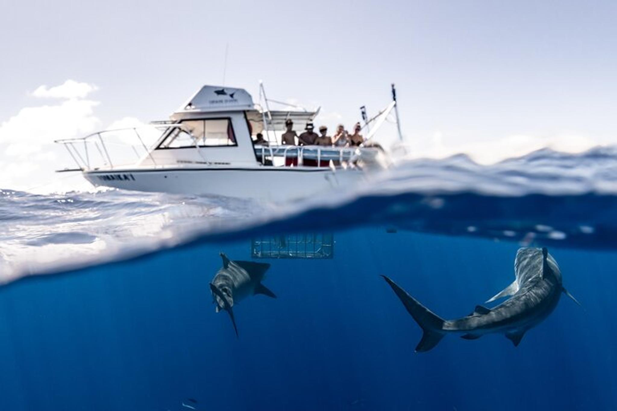Oahu Shark Cage Diving North Shore 2 hr - Image 2