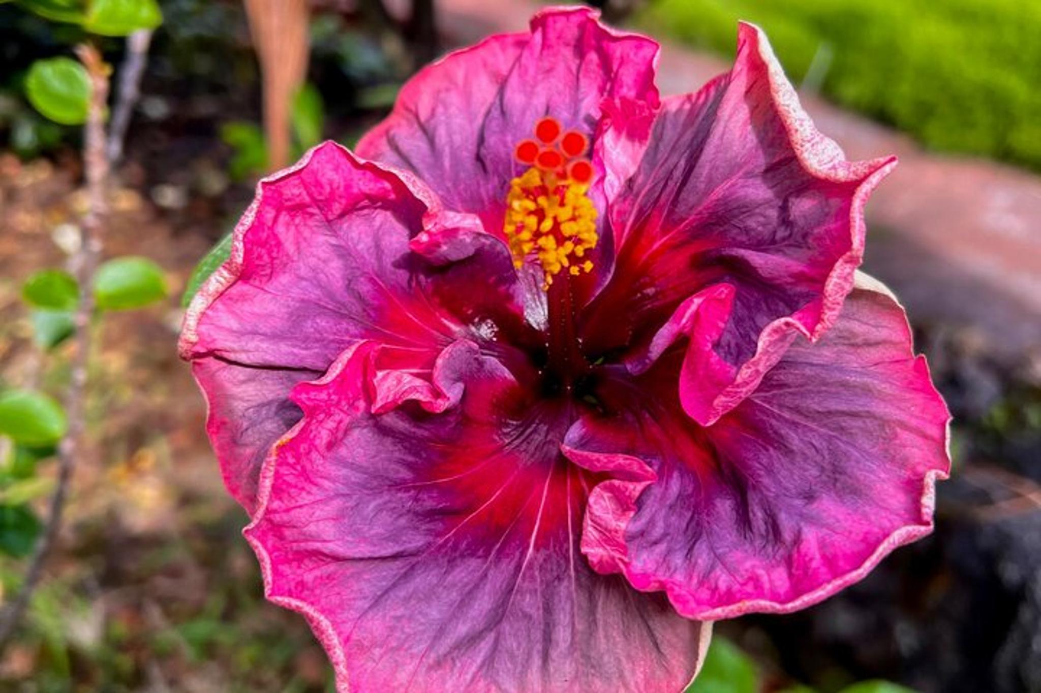 Kona History & Local Market Tour 6 hr - Image 3