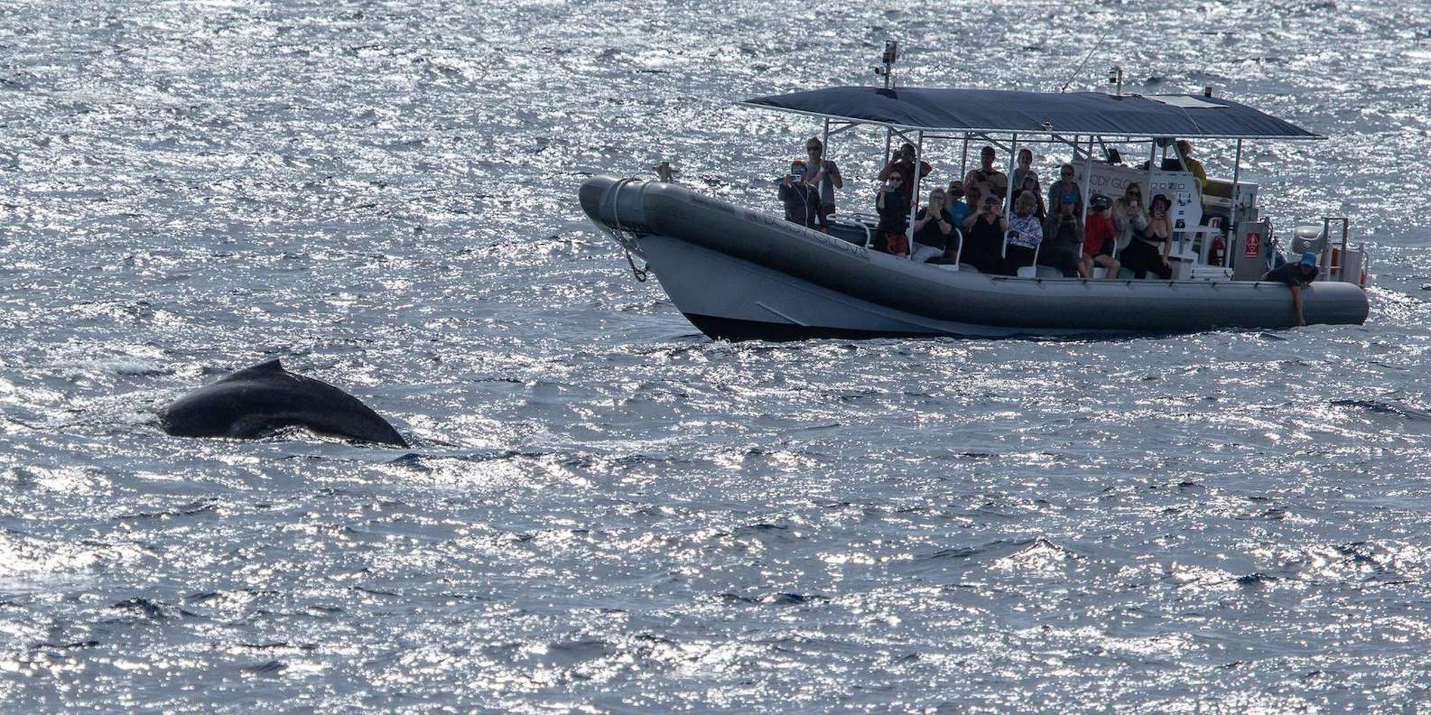 Kailua-Kona Whale Watching Super-Raft Tour 2.5 Hr - Image 4