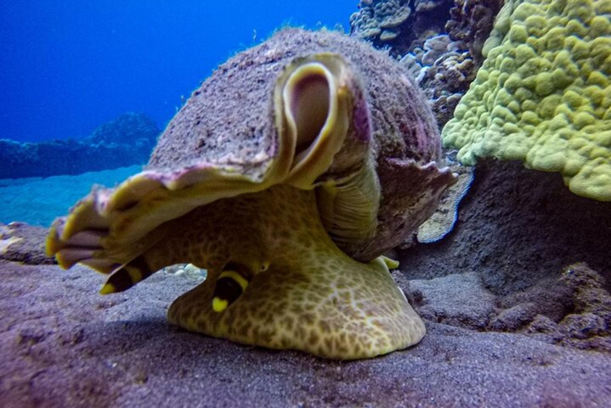 Maui Shore Dive - Image 5