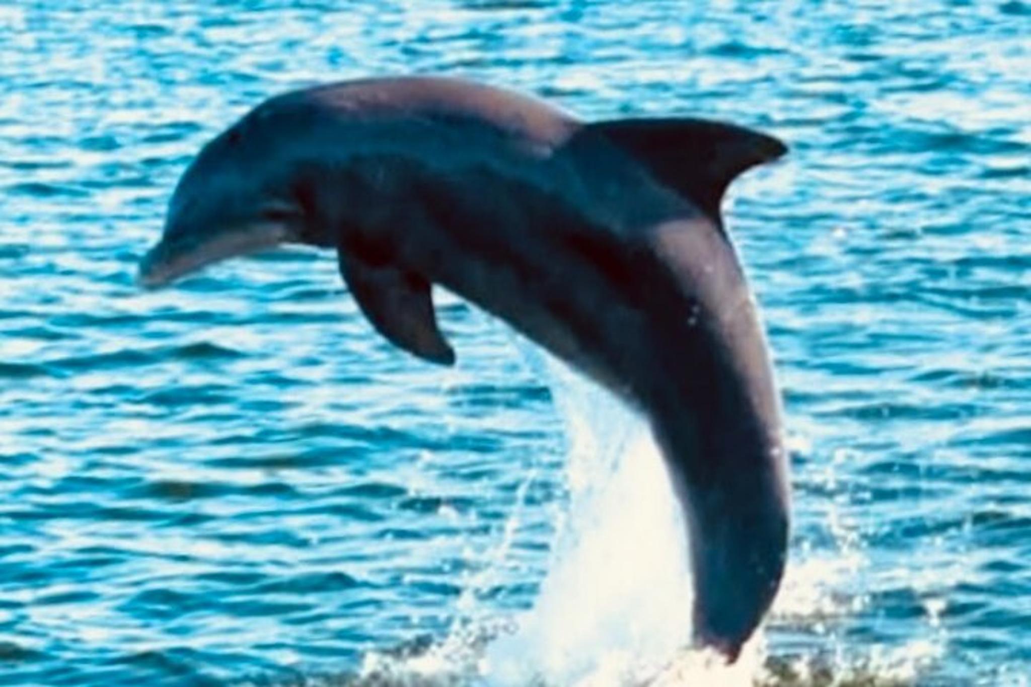 Orange Beach Dolphin Tour at Sunset 90 min - Image 4