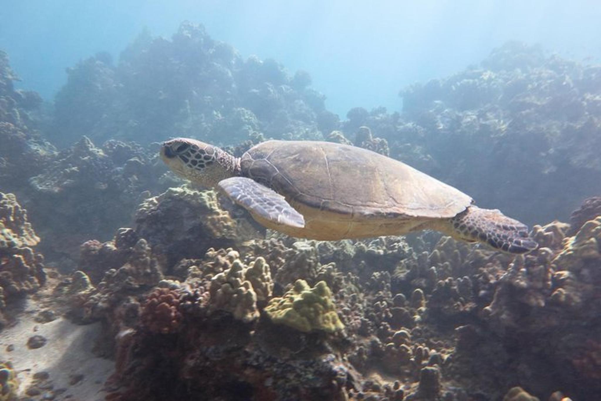 Ma'alaea Harbor Snorkeling Tour to Molokini and Turtle Arches - Image 3