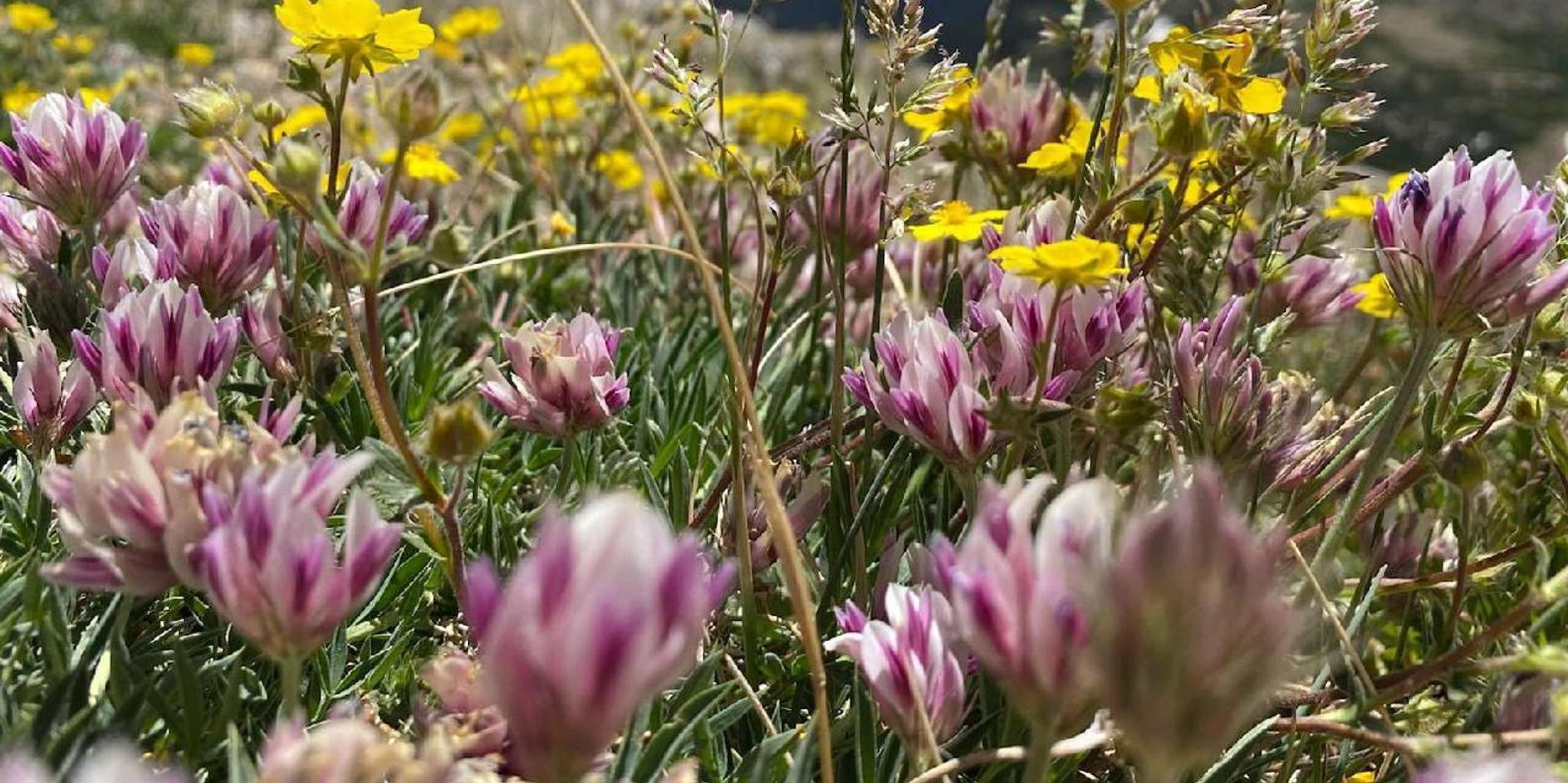 Denver Mount Blue Sky Summit and Glacial Lake Tour - Image 5