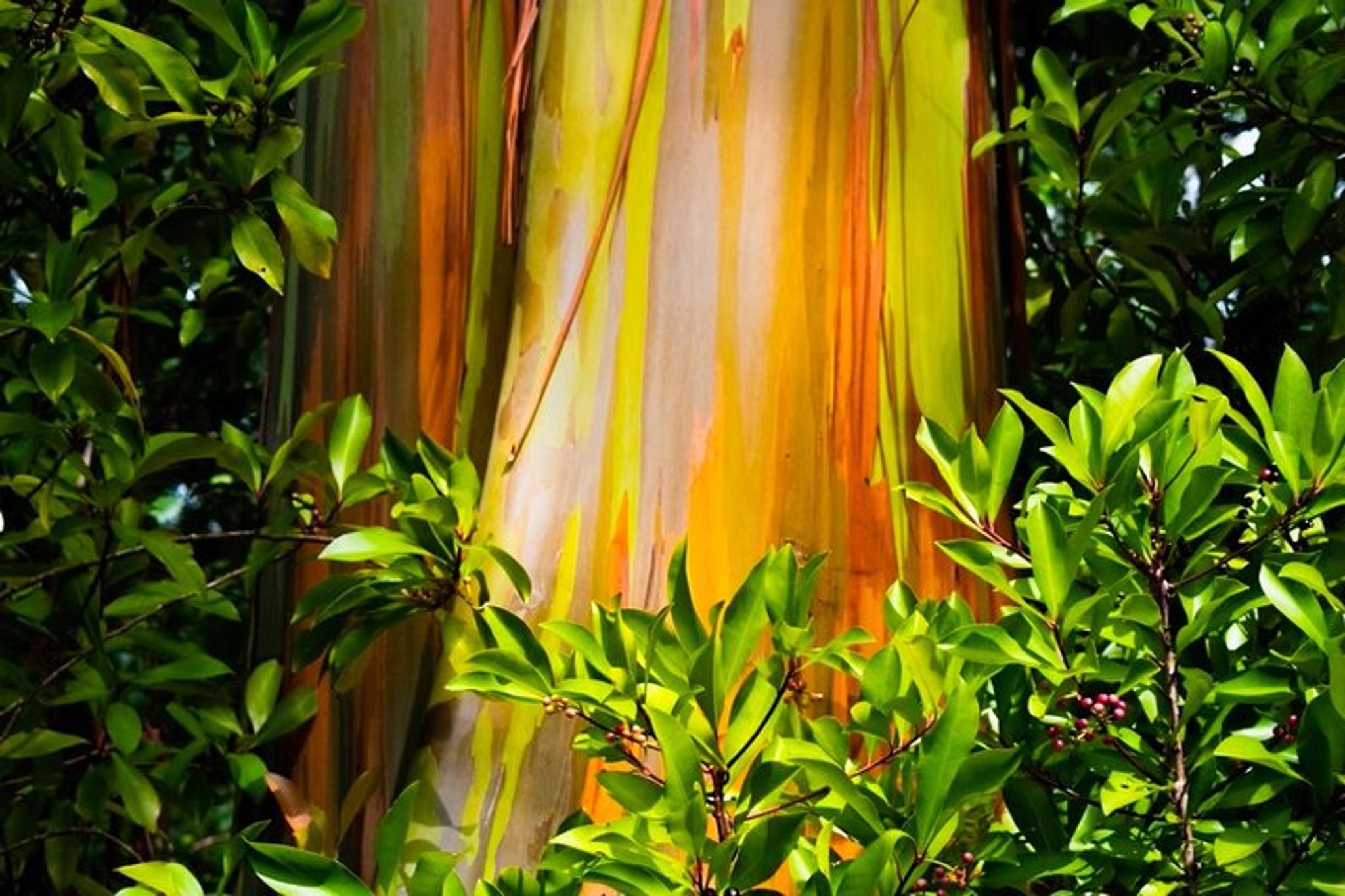 Maui Road to Hana and Haleakala Sunset Tour - Image 5
