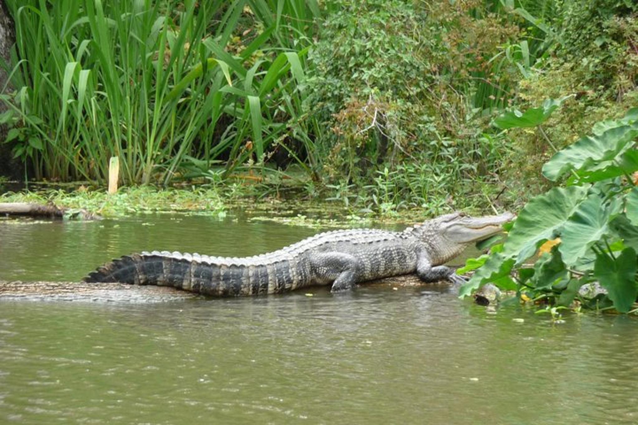 New Orleans Honey Island Swamp Private Tour - Image 2