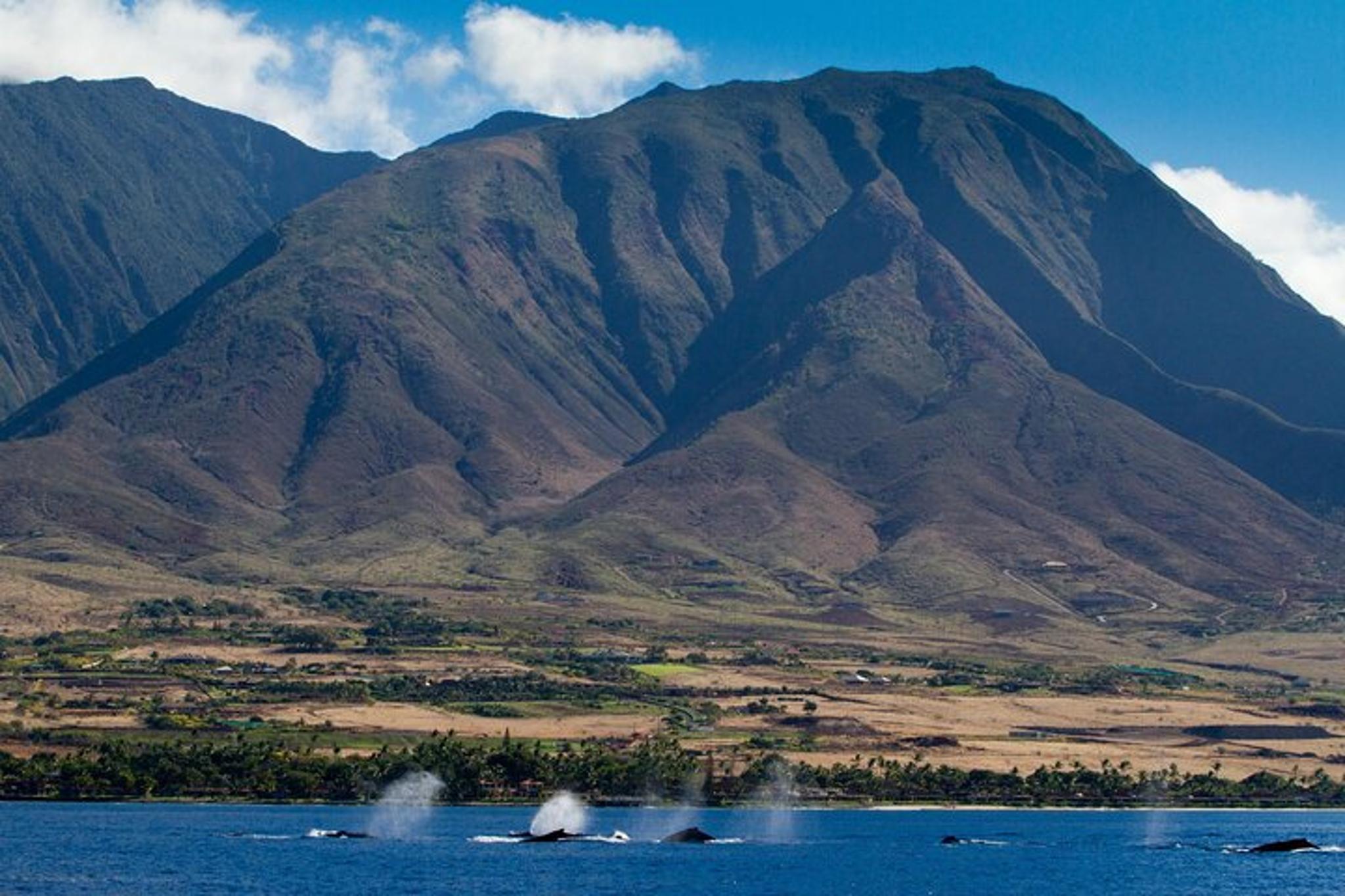 Maui Whale Watching Sail - Image 5