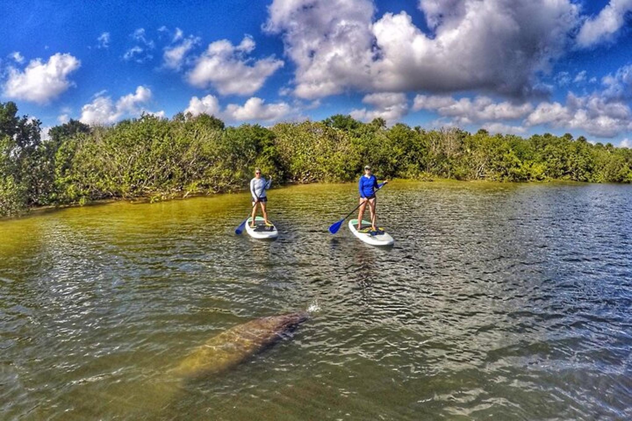 Jupiter Paddle Boarding Eco Adventure - Image 6