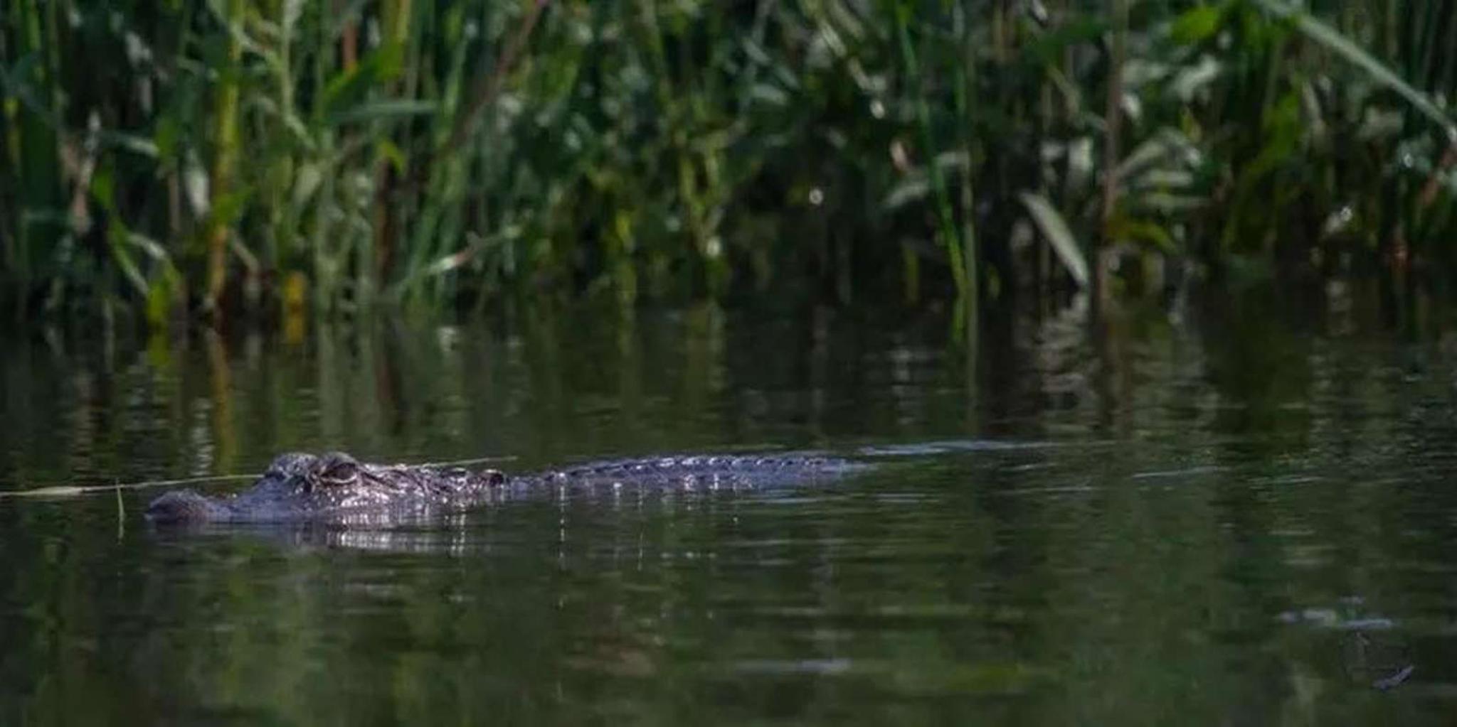 New Orleans Swamp Eco Tour with Local Guide 2 hr - Image 3