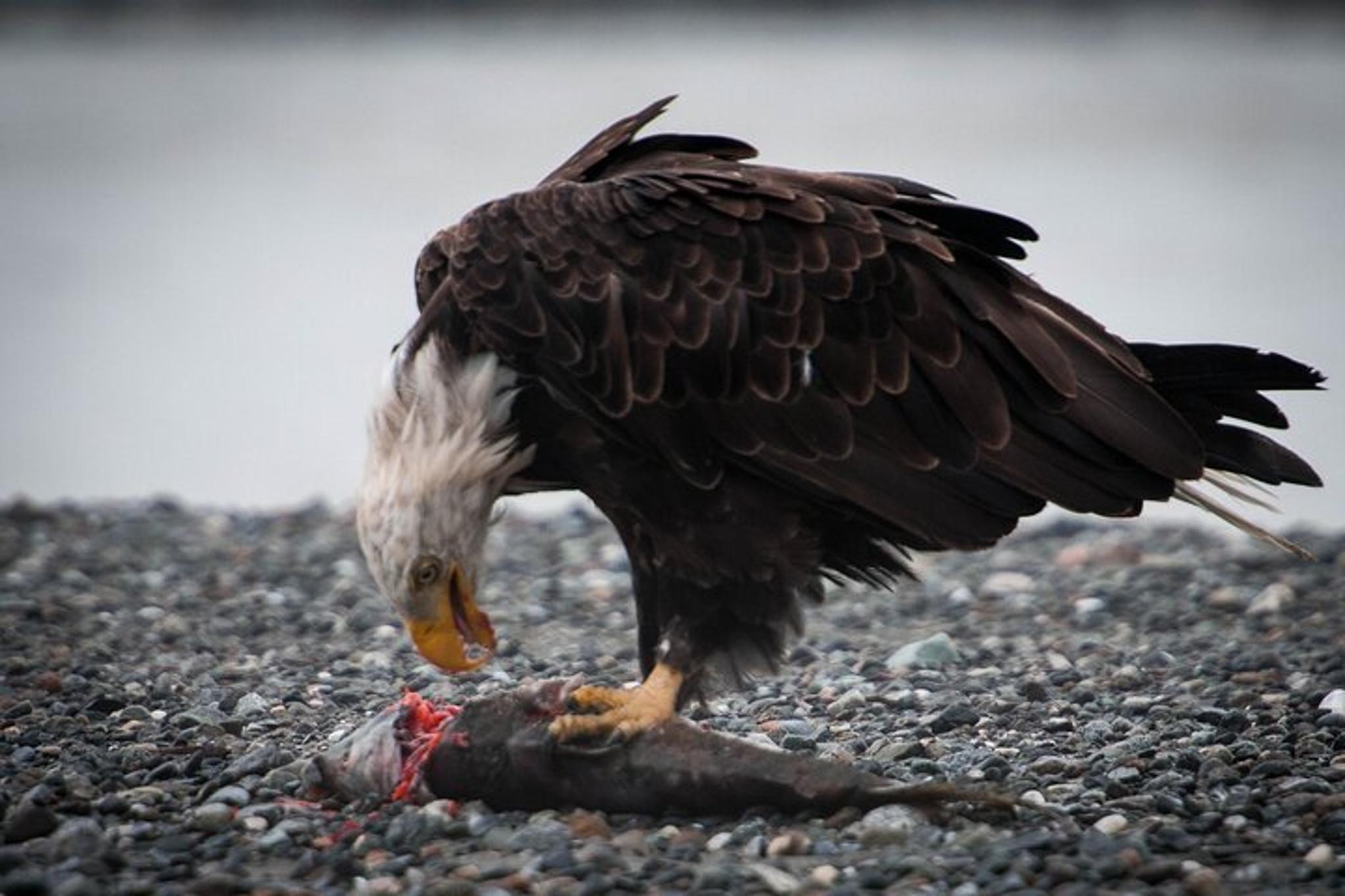 Haines Eagle Preserve Float Trip - Image 5