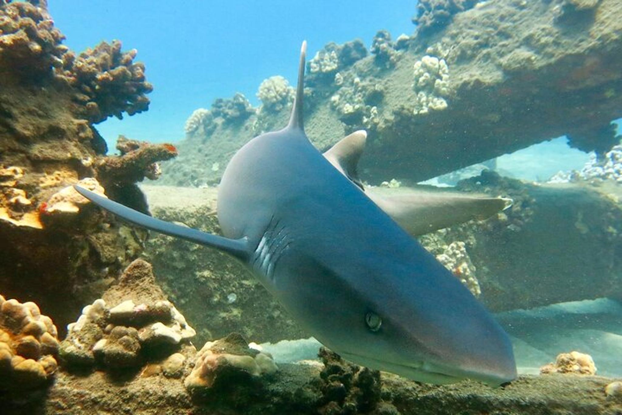 Lahaina Scuba Dive with Turtles and Sharks 2 hr - Image 2