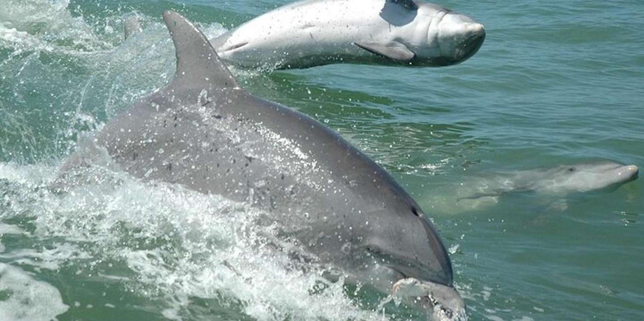 Destin Dolphin Watching and Sunset Cruise - Image 4