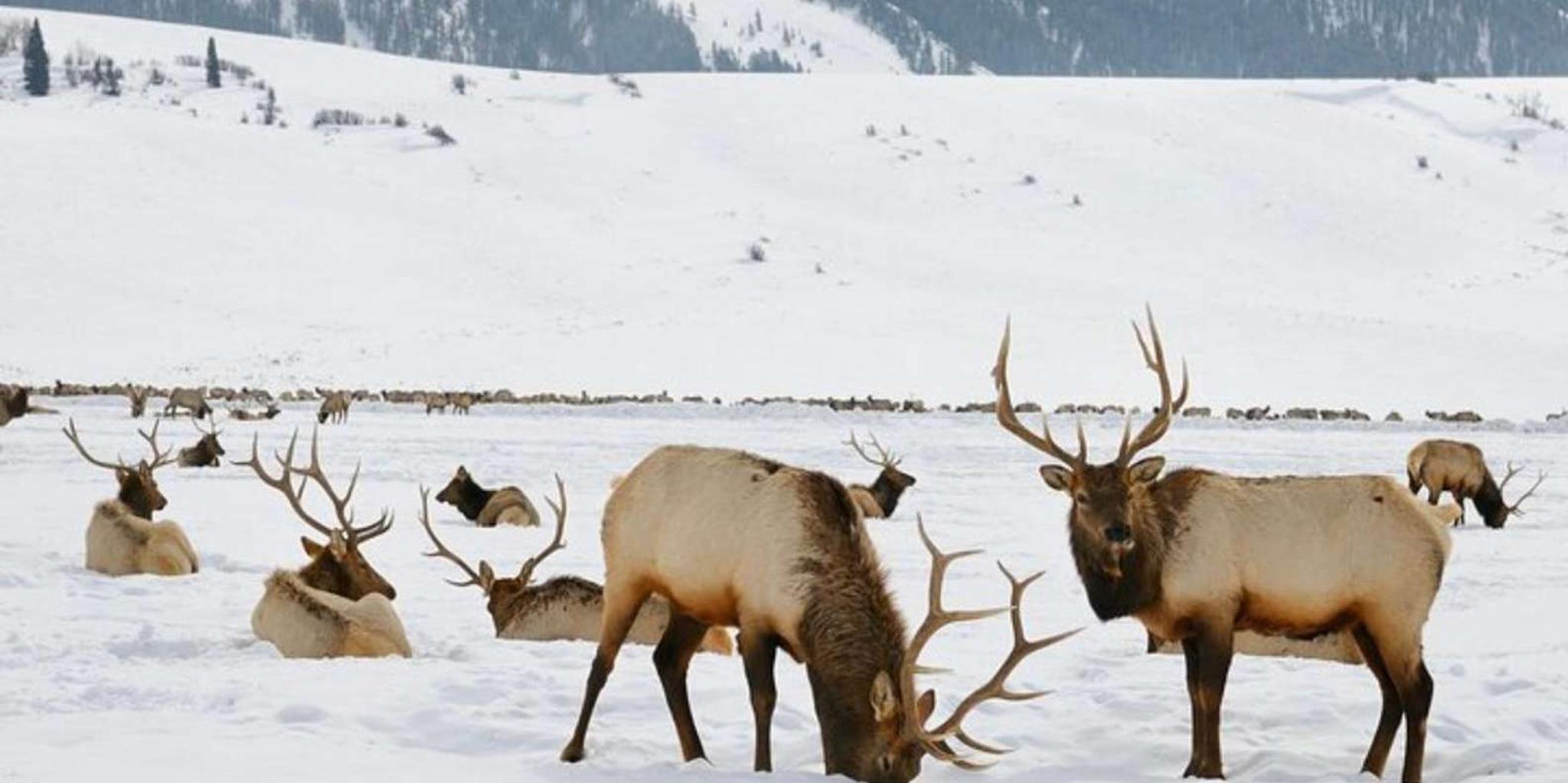 Grand Teton Wildlife Safari 1 hr