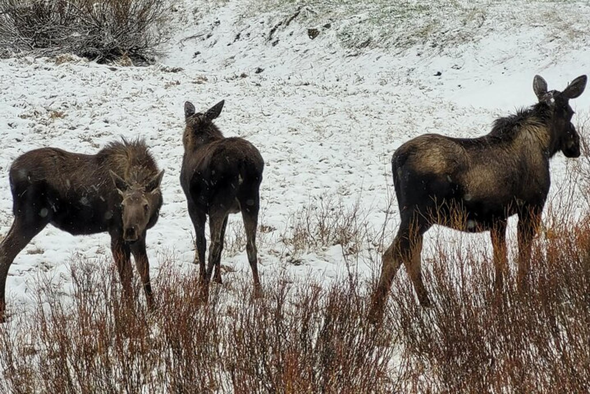 Cody Yellowstone Wildlife Safari - Image 6
