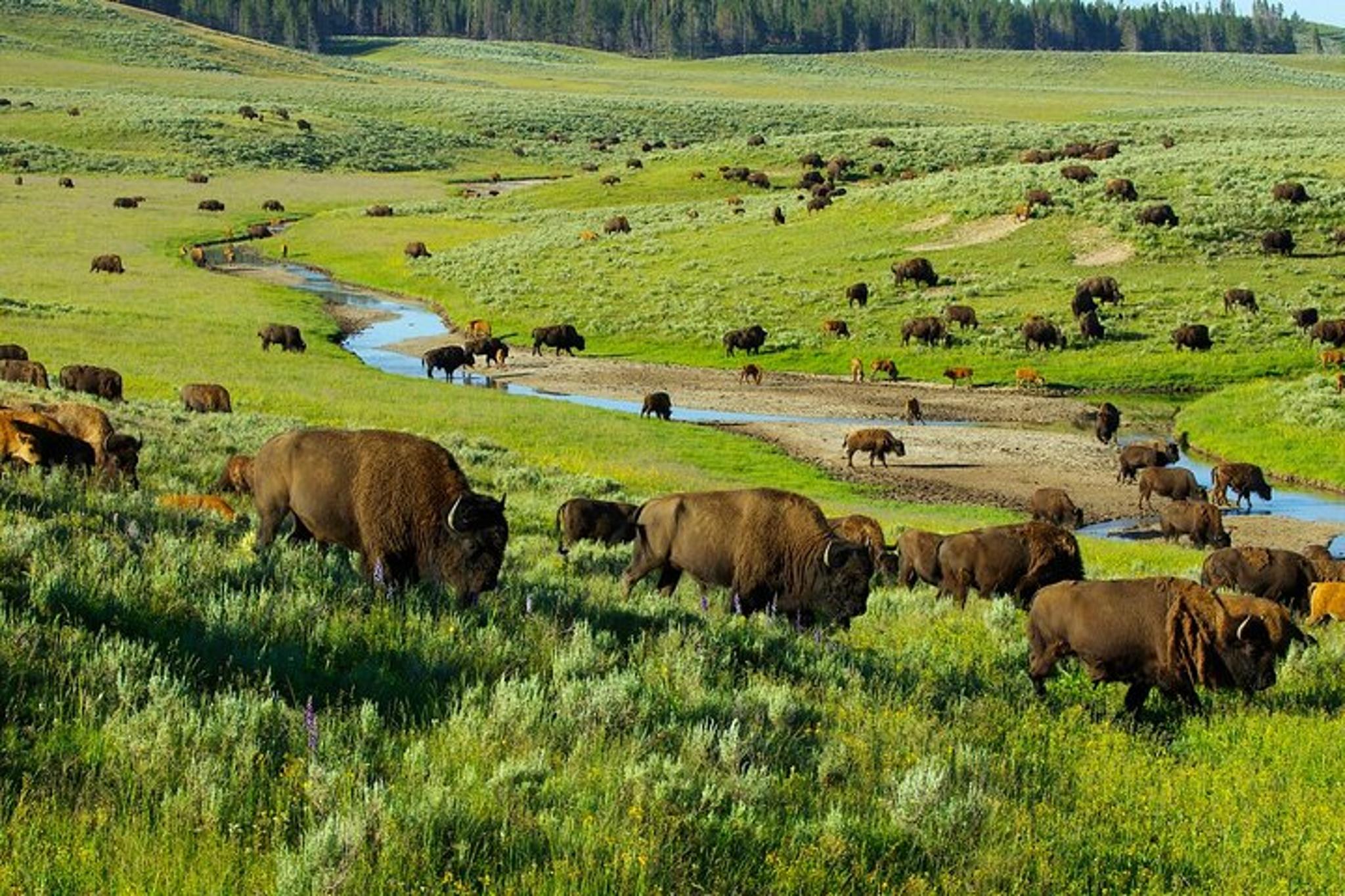 Jackson Hole Yellowstone National Park Tour - Image 4