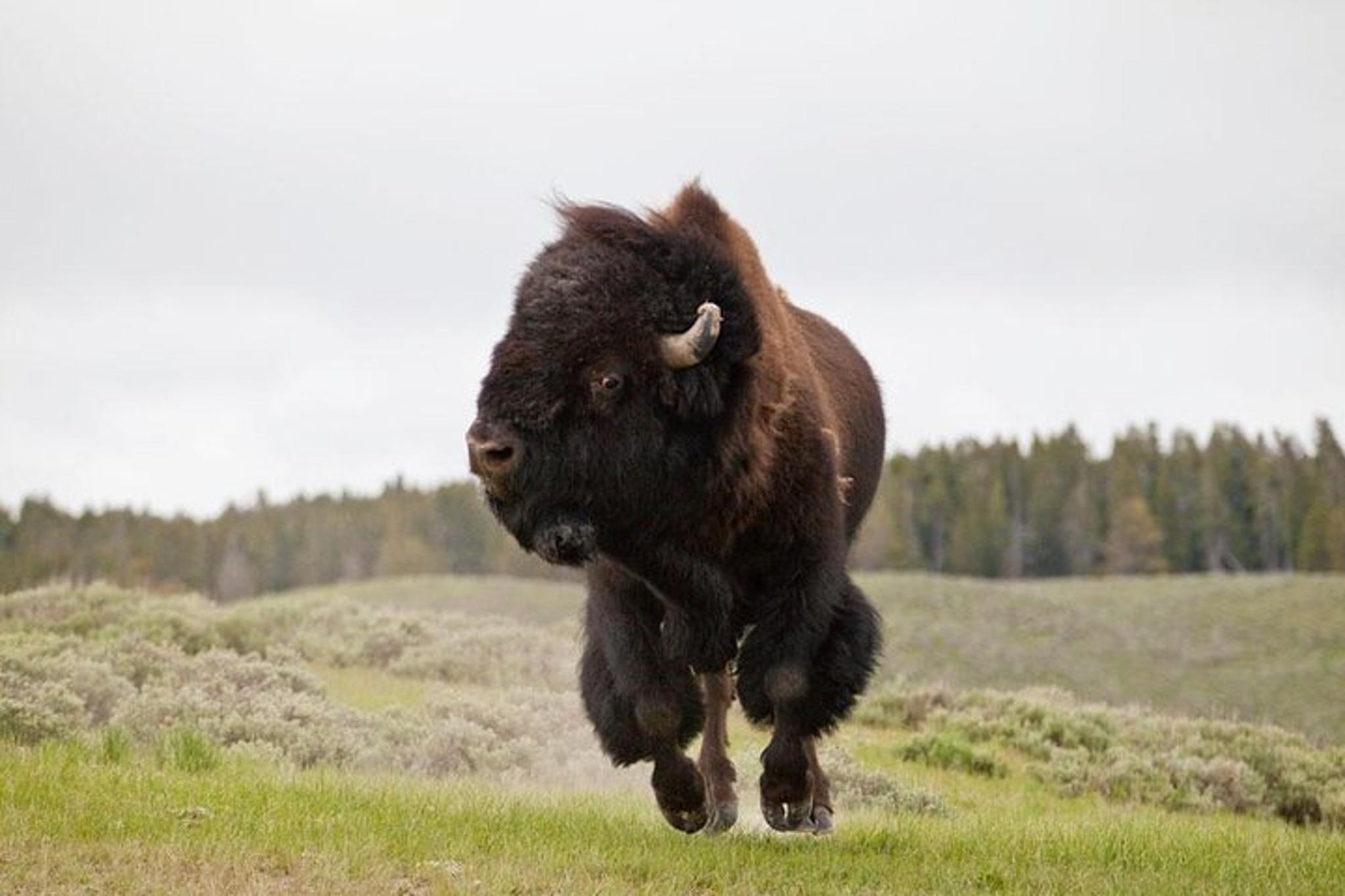 Yellowstone National Park Safari Tour - Image 2