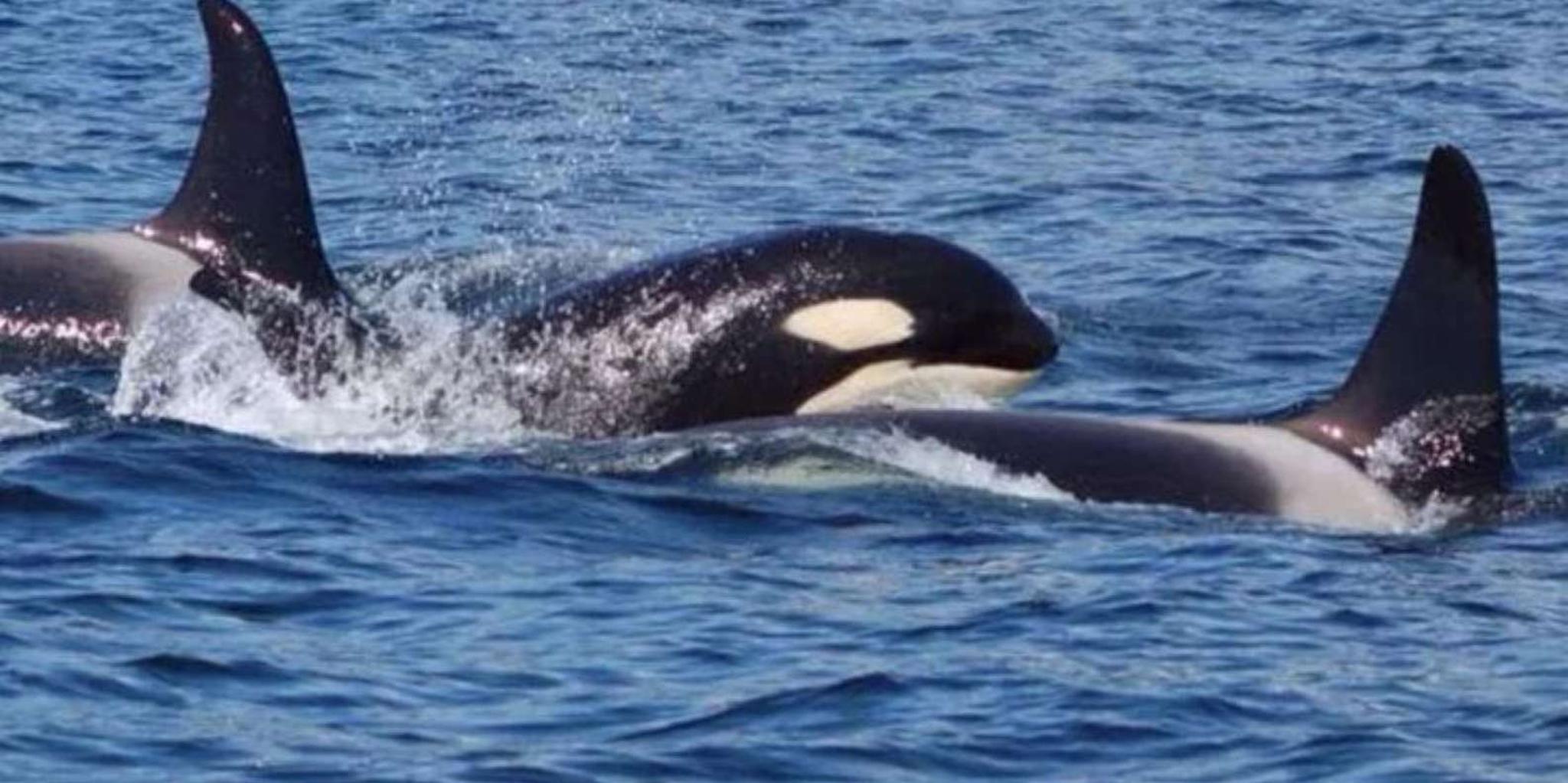 Hoonah Whale Watching Cruise - Image 3