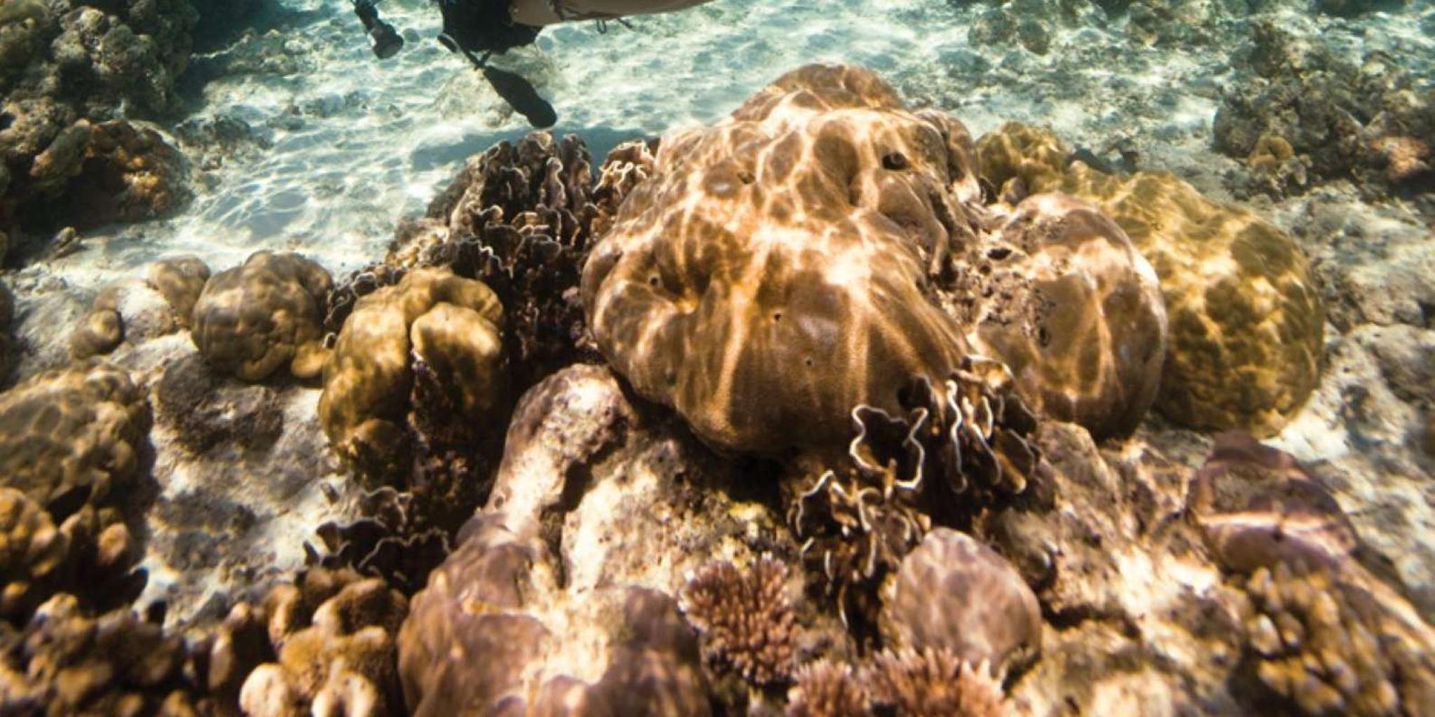 Key Largo Spiegel Grove Wreck Dive - Image 3