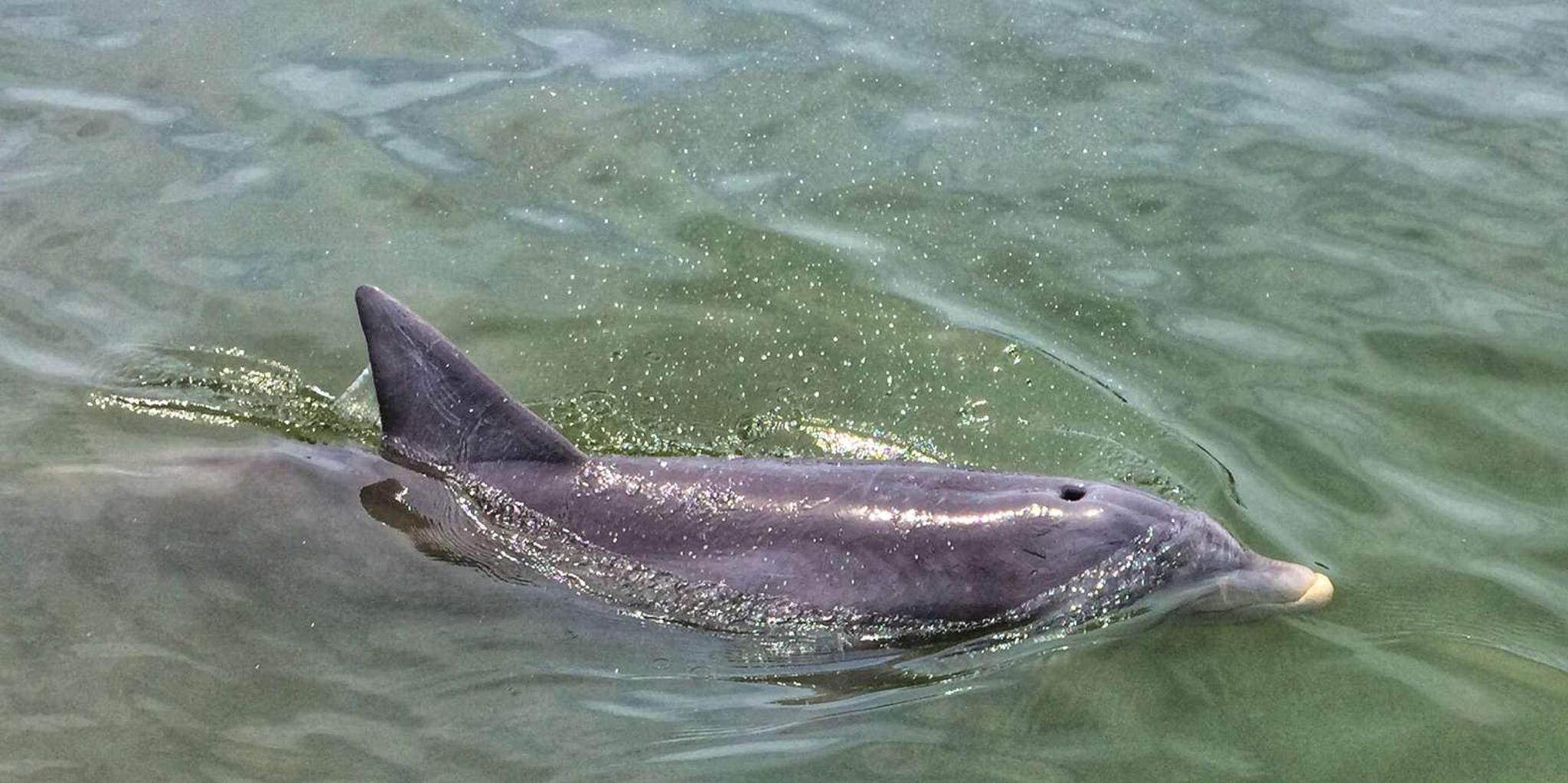 Hilton Head Dolphin Watching Cruise with Donuts - Image 3