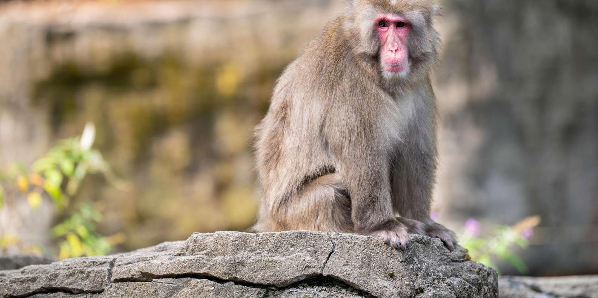 New York Central Park Zoo Entry Ticket - Image 3