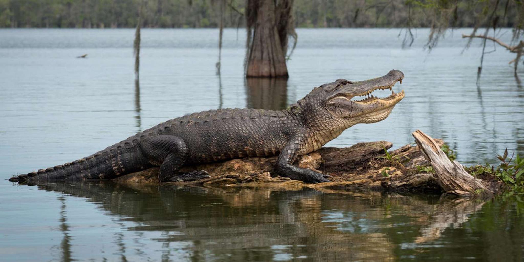 New Orleans Swamp Tour by Boat or Airboat - Image 2