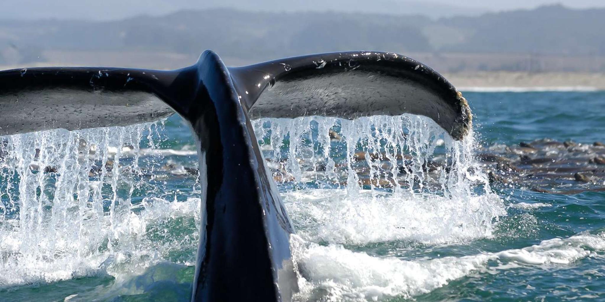 San Diego Whale Watching Tour - Image 3