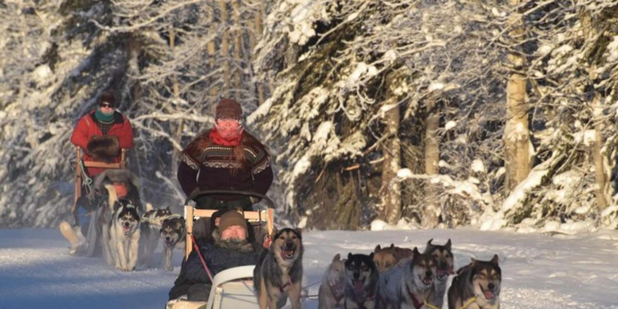 North Pole Dog Sledding Experience - Image 2
