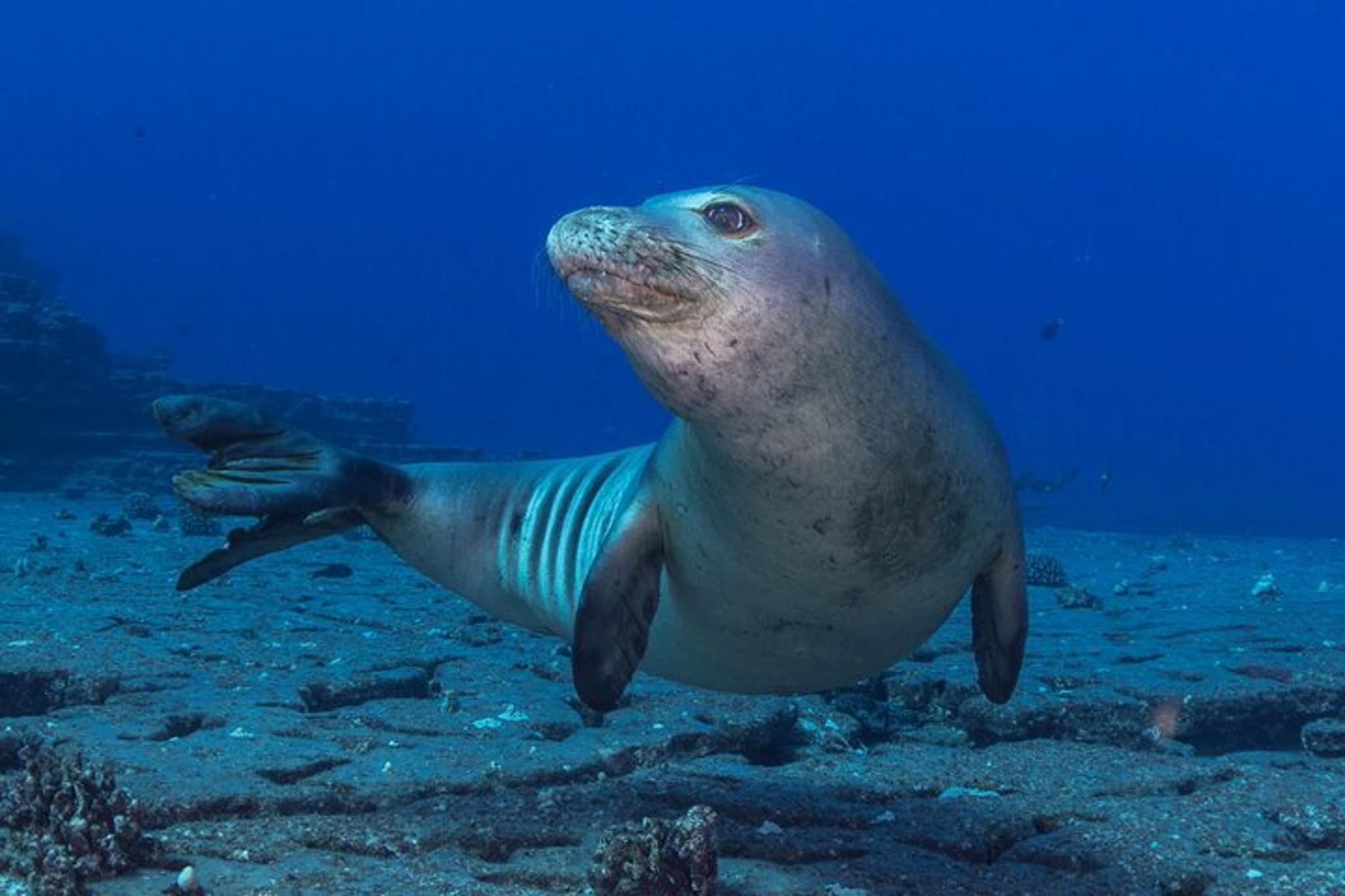 Kauai Scuba Charter for Certified Divers 4 hr - Image 4