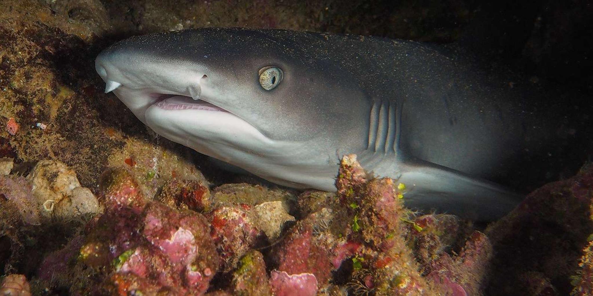 Lahaina Scuba Diving Intro from Shore 3 hr - Image 5