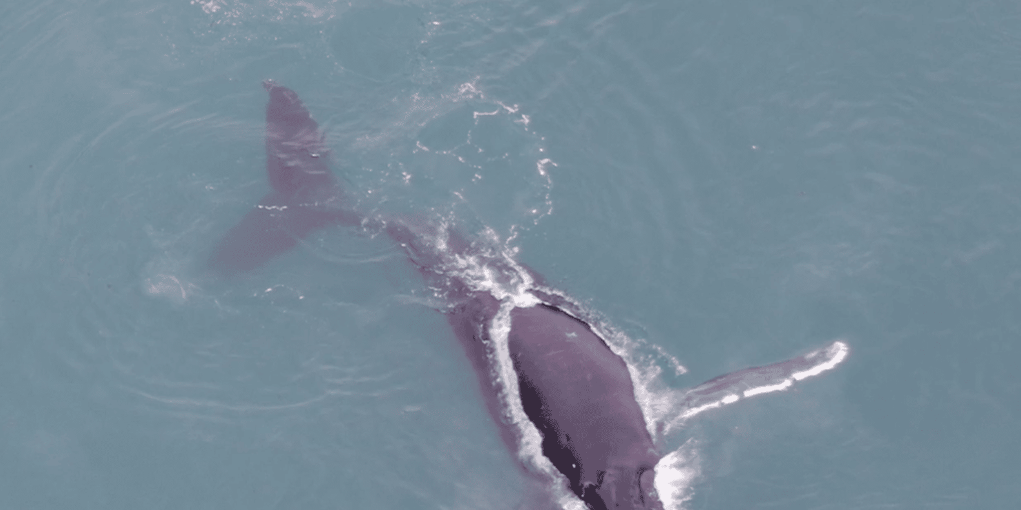 Hoonah Whale Watching with Drone Filmography - Image 2