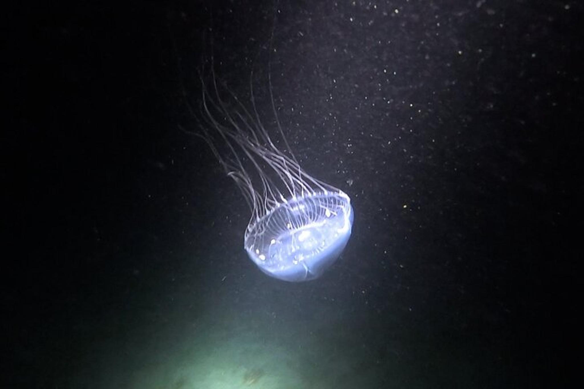 Phil Foster Park Night Snorkel Tour - Image 5