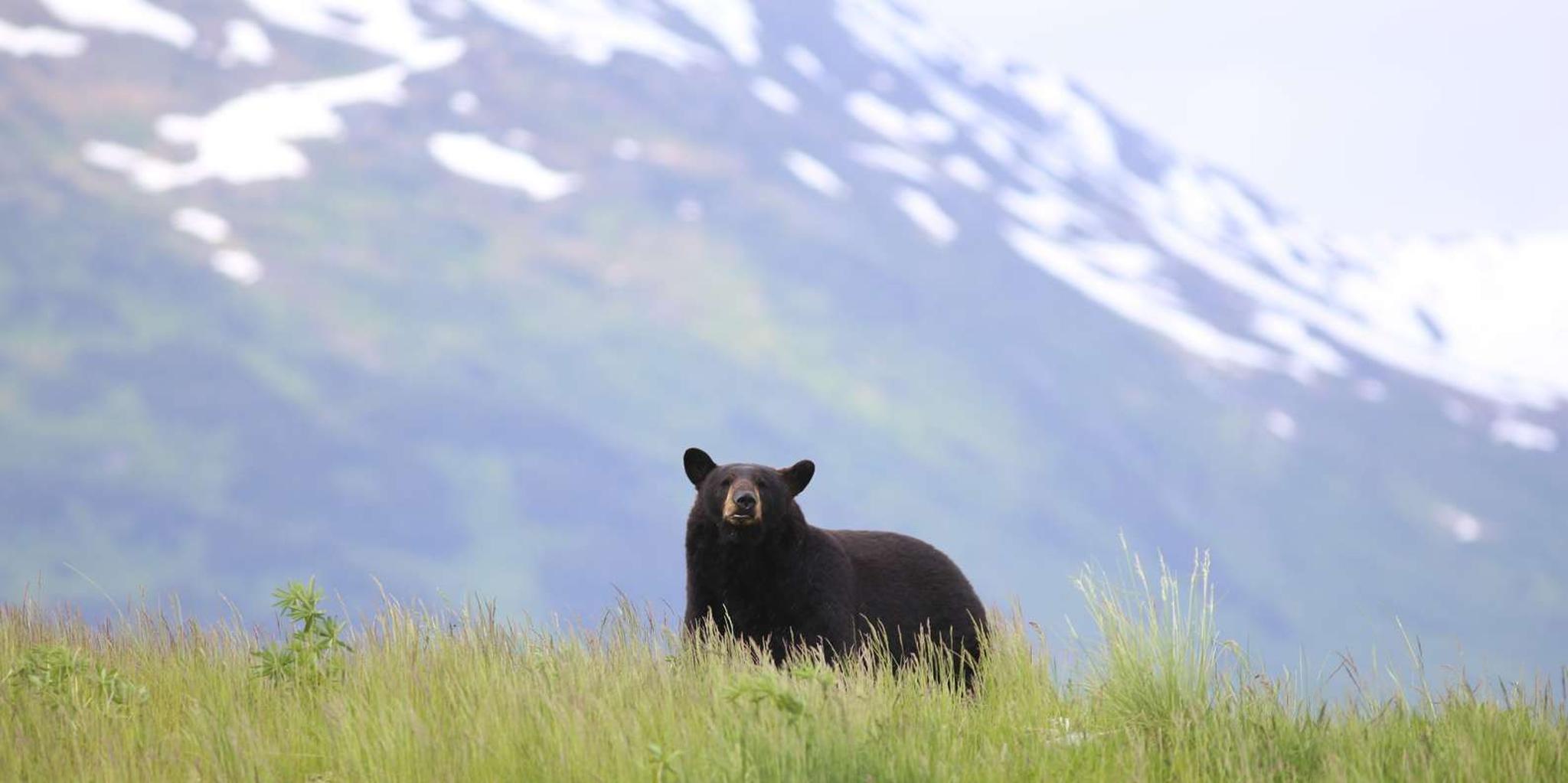 Anchorage Kenai Fjords & Denali National Park Tour 5 Days - Image 6