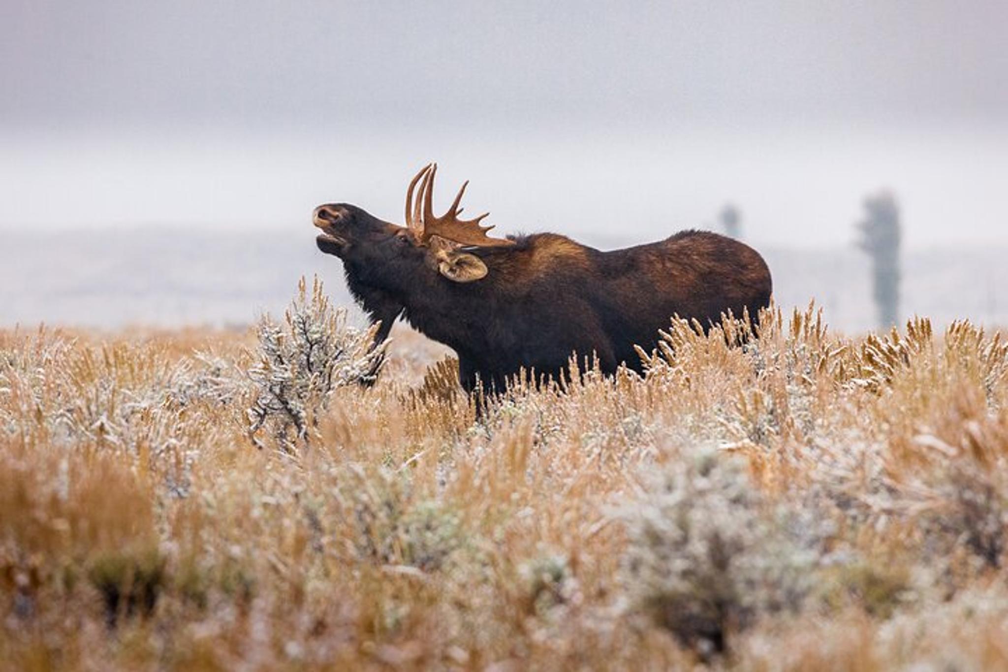 Yellowstone National Park Lower Loop Picnic Lunch Tour - Image 3