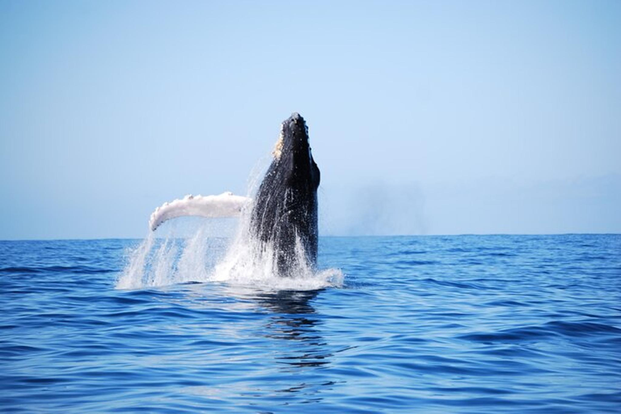 Kauai Whale Watching Expedition - Image 2