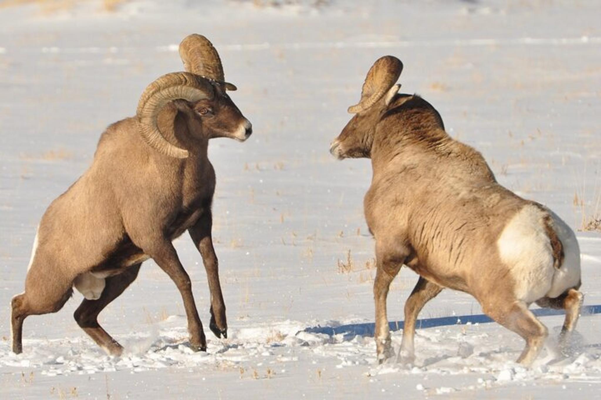 Jackson Wildlife Adventure in Grand Teton 4 hr - Image 6