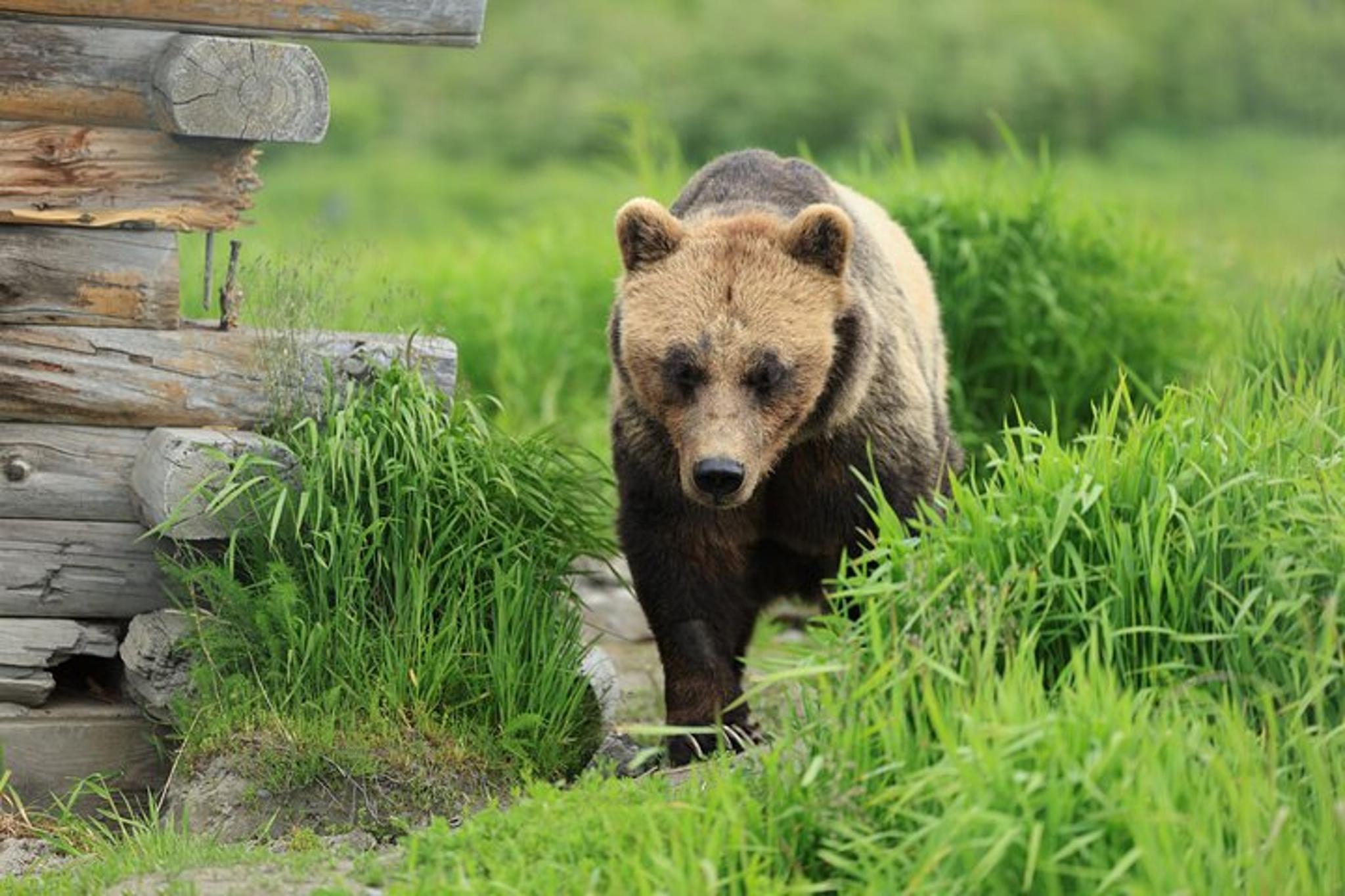 Whittier Wildlife, Glacier & Gold Panning Tour - Image 2