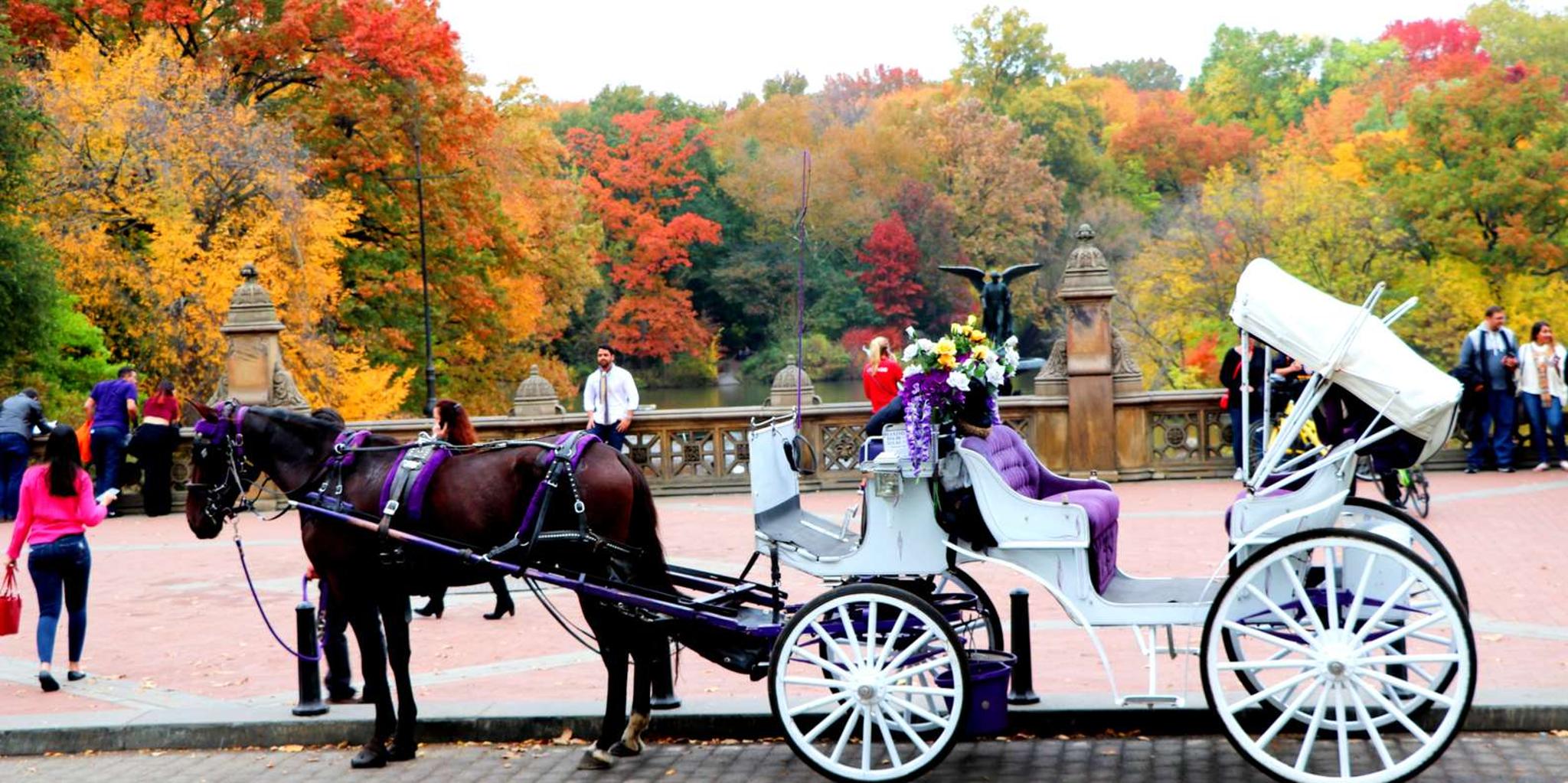 New York City Central Park Horse Carriage Ride