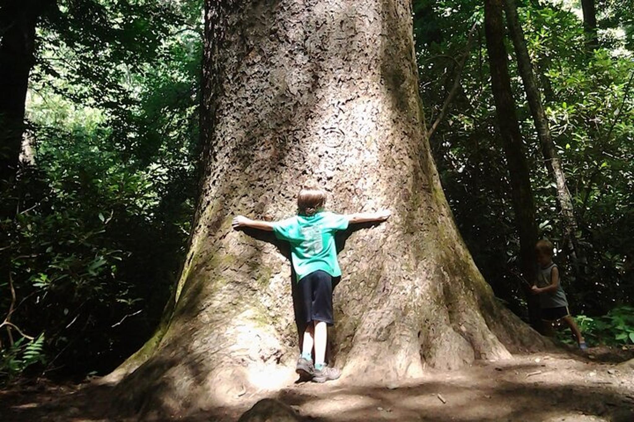 Gatlinburg Old Growth Forest Hike