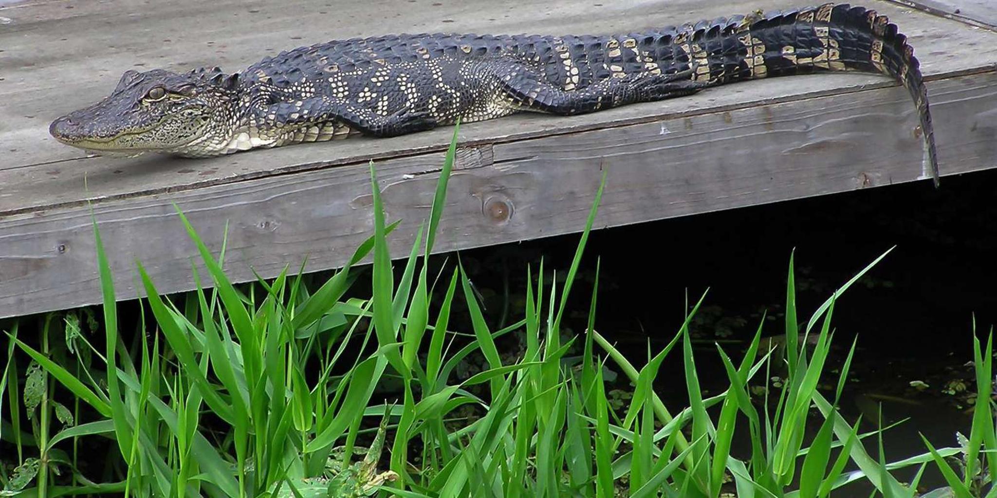 New Orleans Airboat and Destrehan Plantation Tour - Image 4