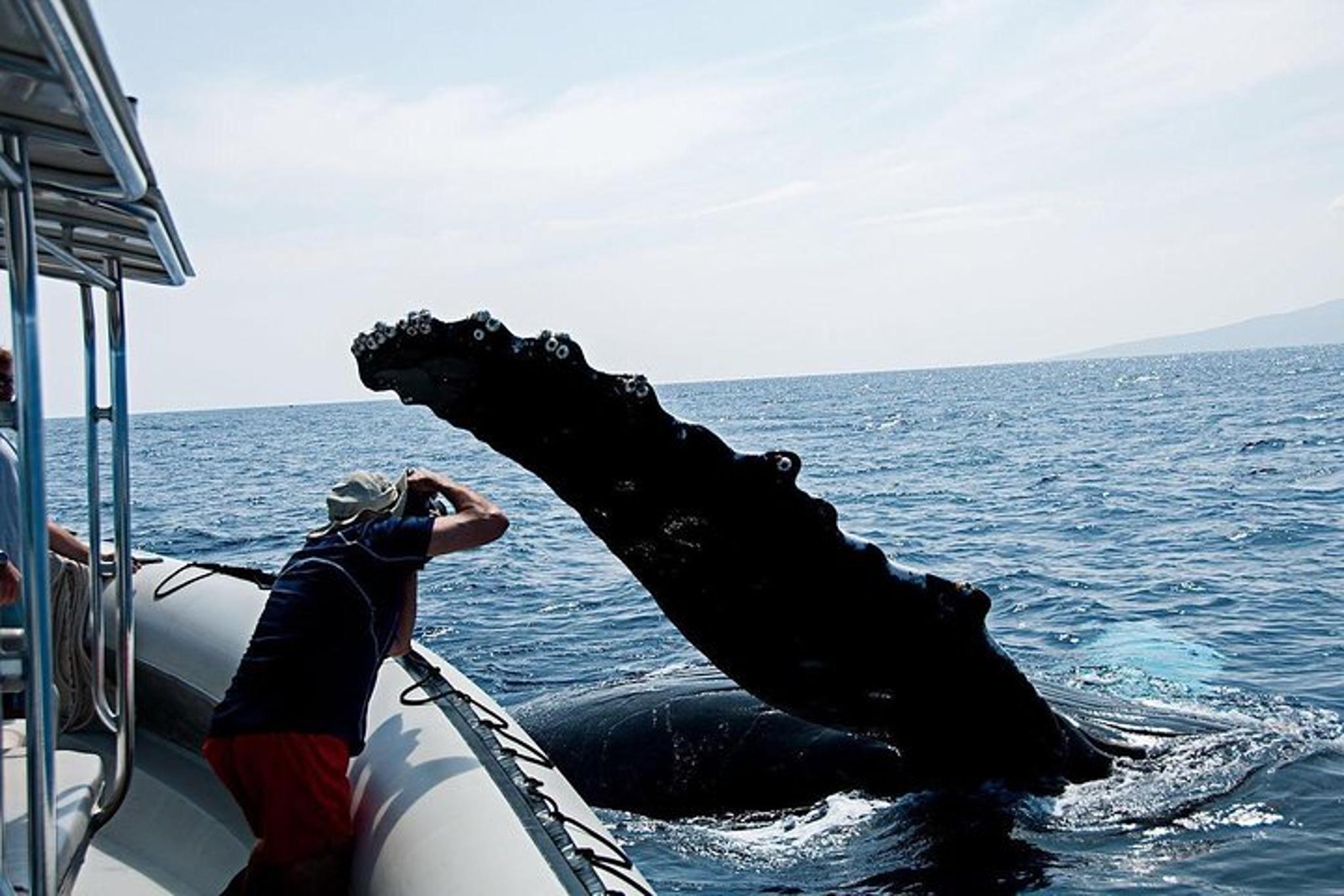 Lahaina Whale Watching Raft Tour 2 hr - Image 3
