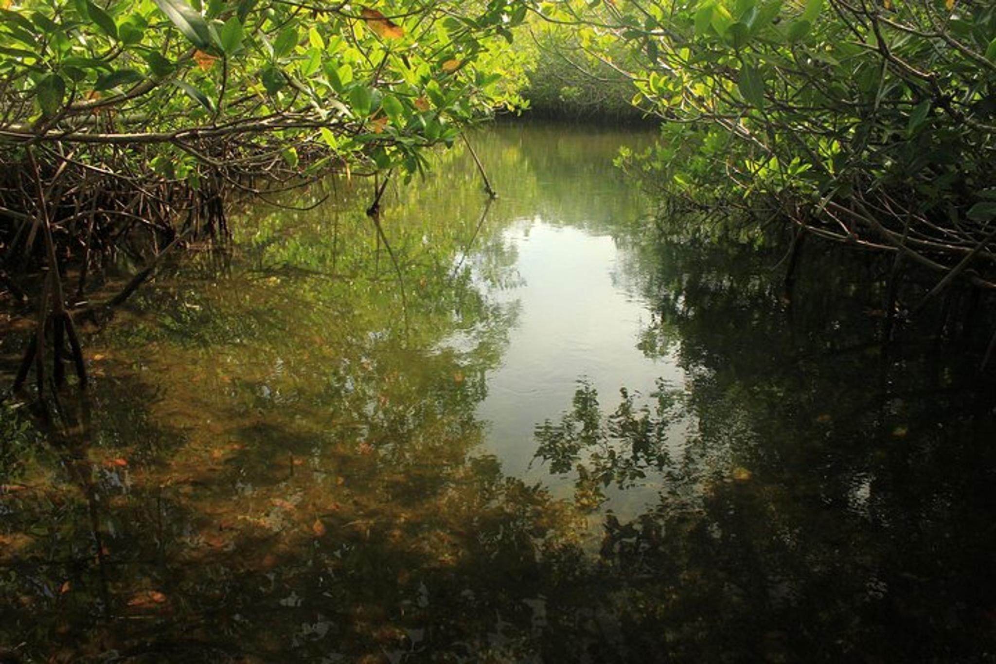 Key Largo Mangrove Eco-Tour 90 Min - Image 4
