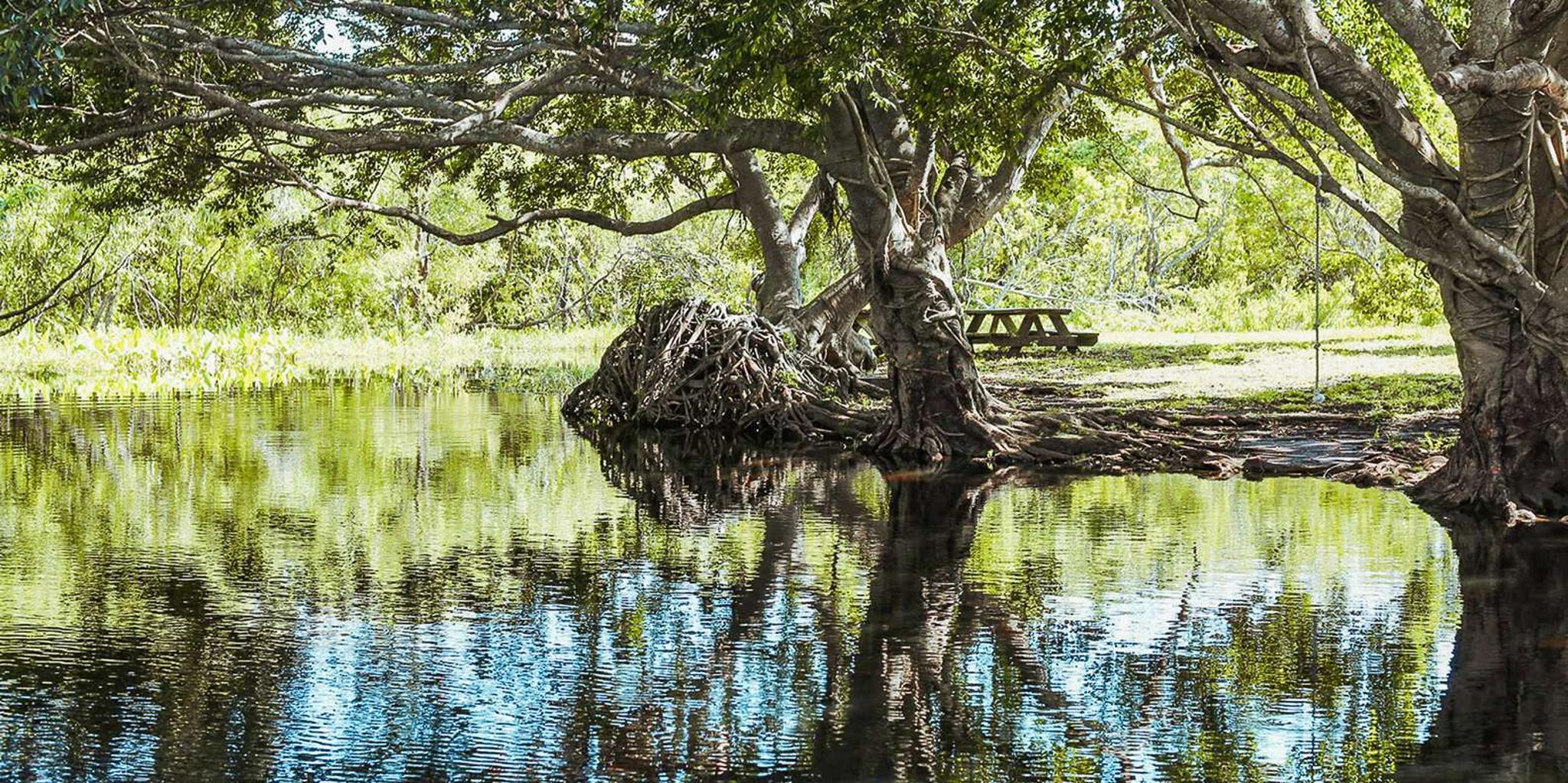 Miami Everglades Airboat Tour & Wildlife Show - Image 5