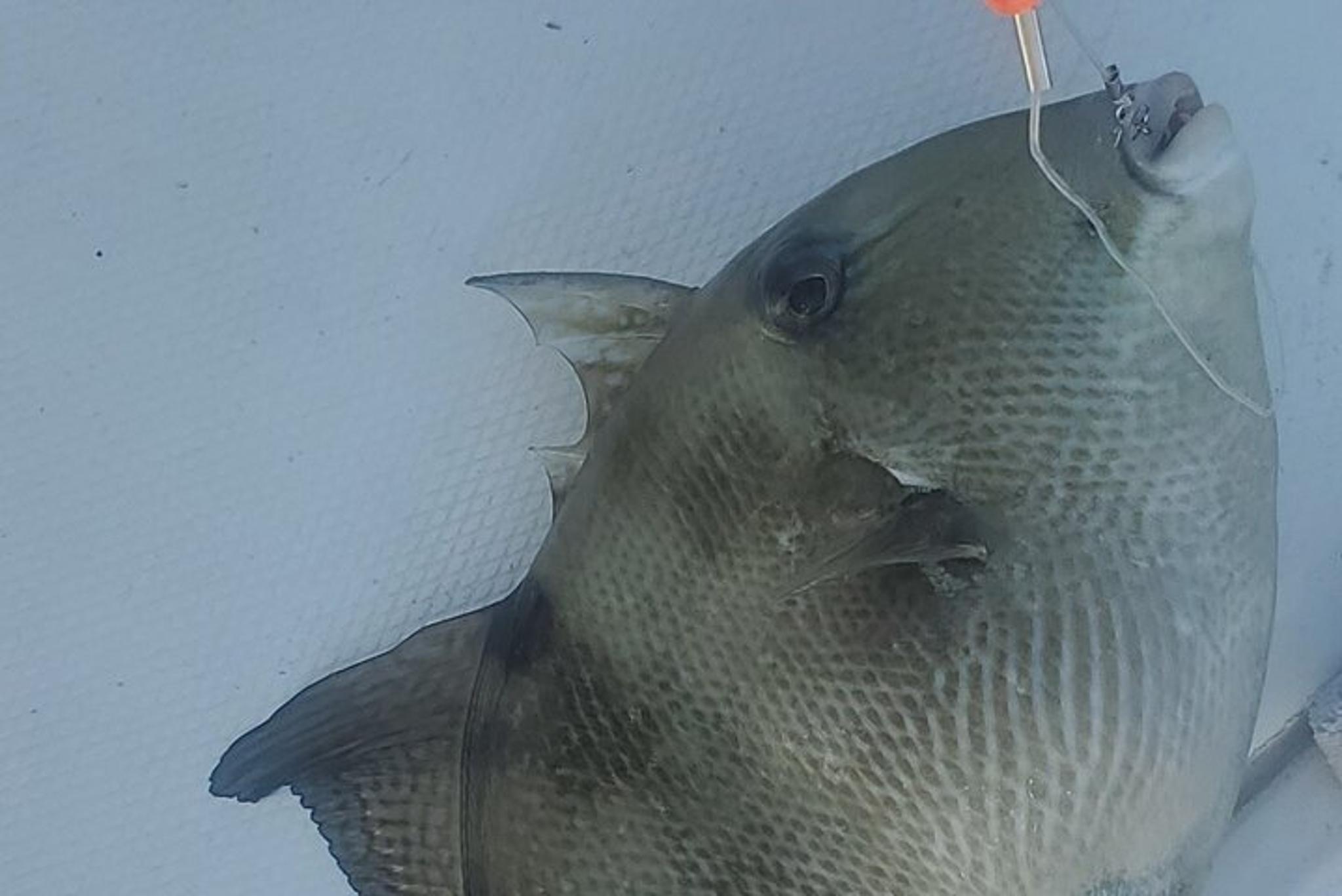 Englewood Offshore Fishing Charter - Image 5