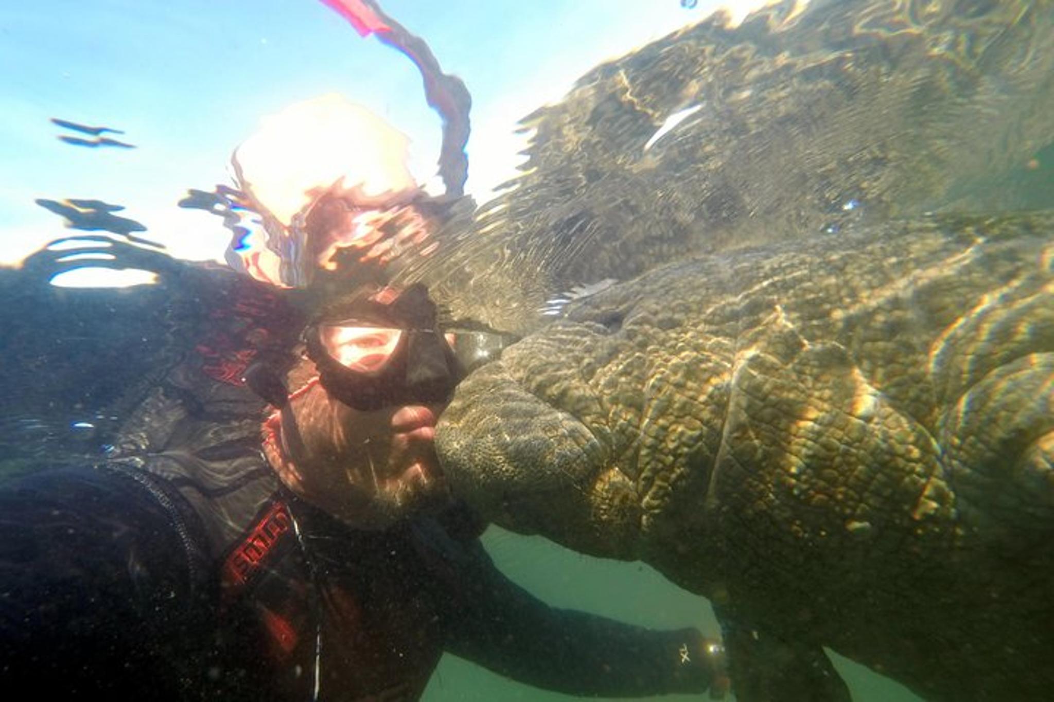 Crystal River Manatee Swim with Divemaster - Image 2
