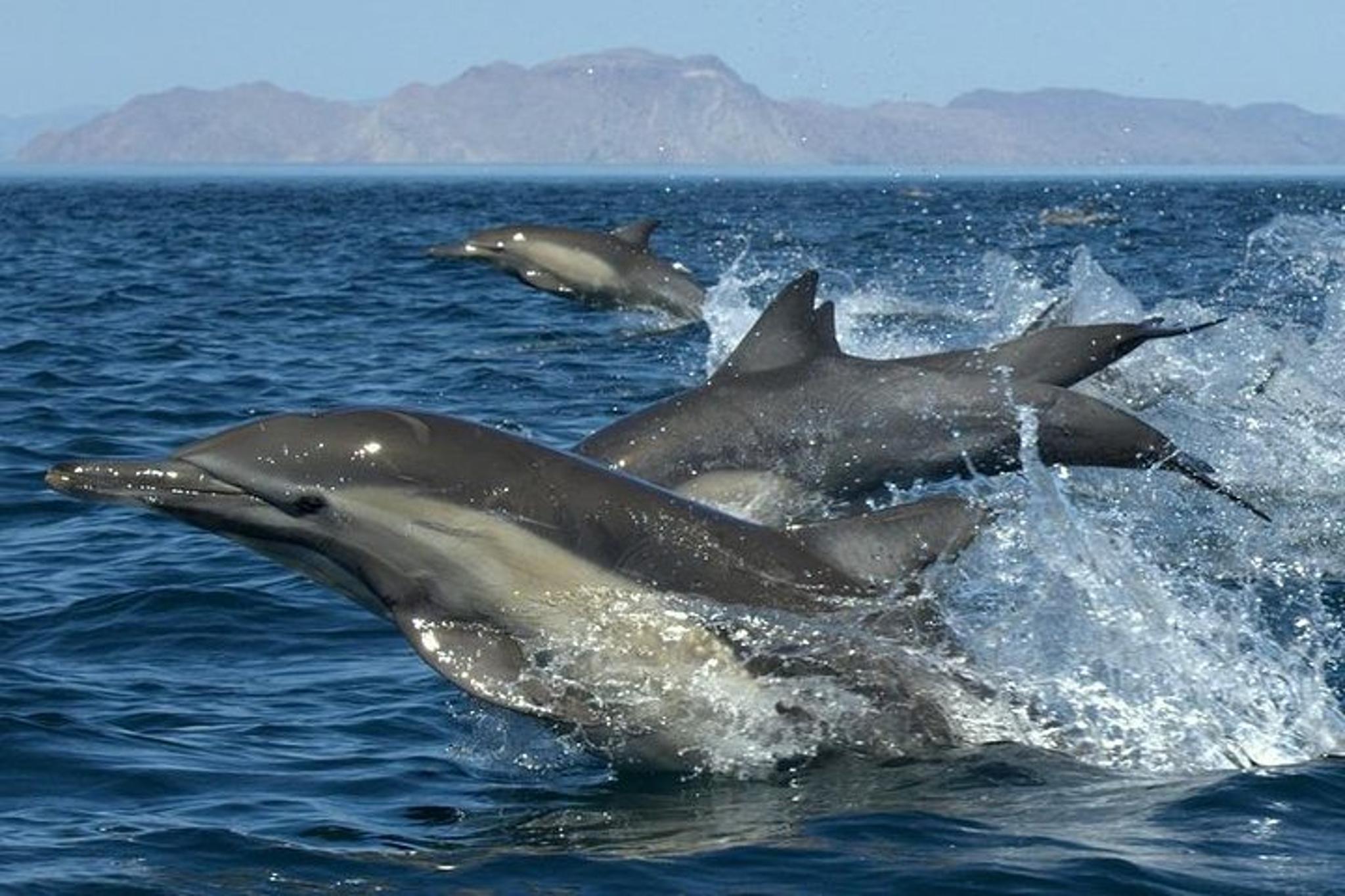Kauai Whale and Dolphin Zodiac Boat Adventure