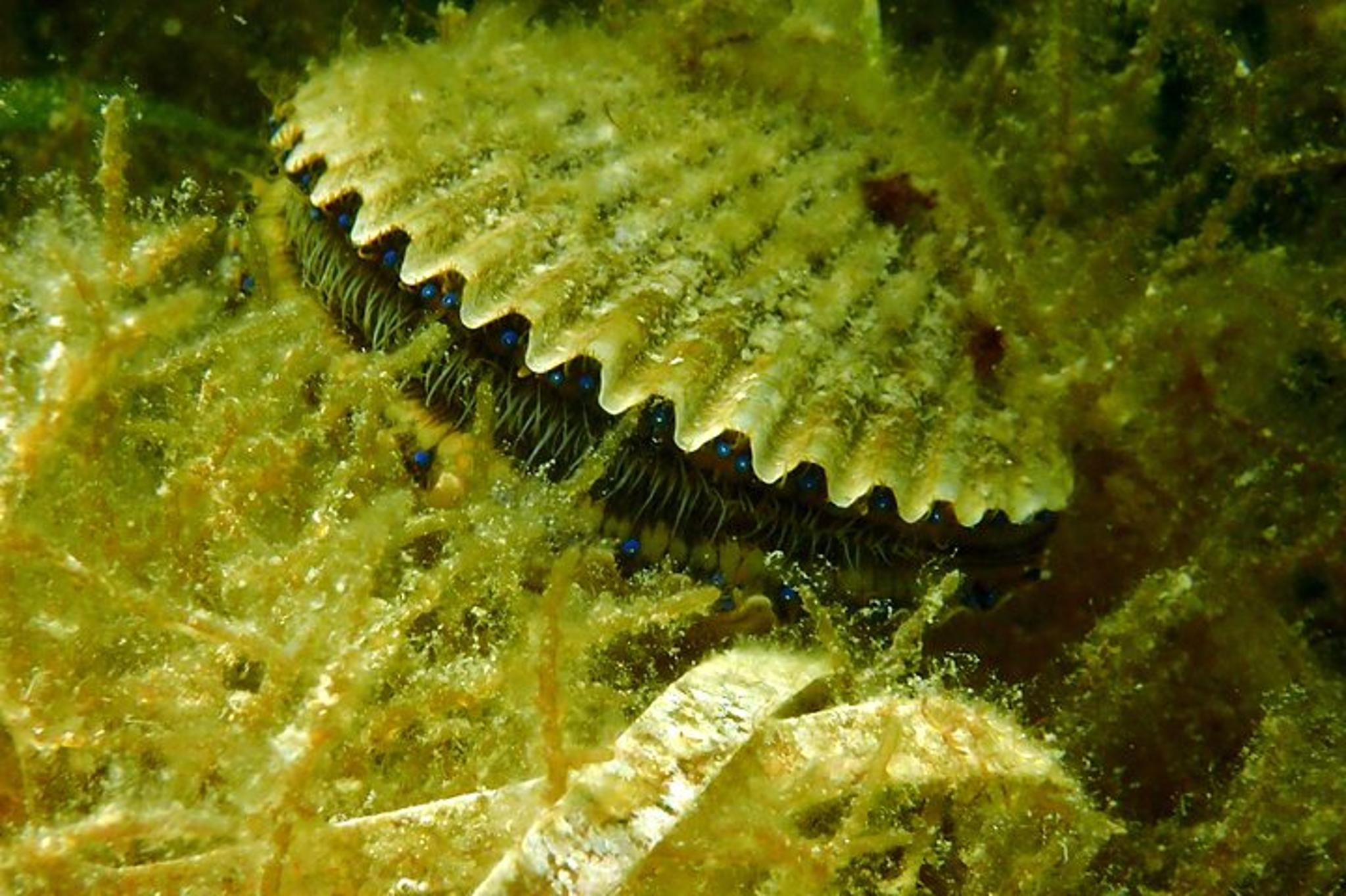 Crystal River Scallop Hunt with In-Water Guide - Image 6