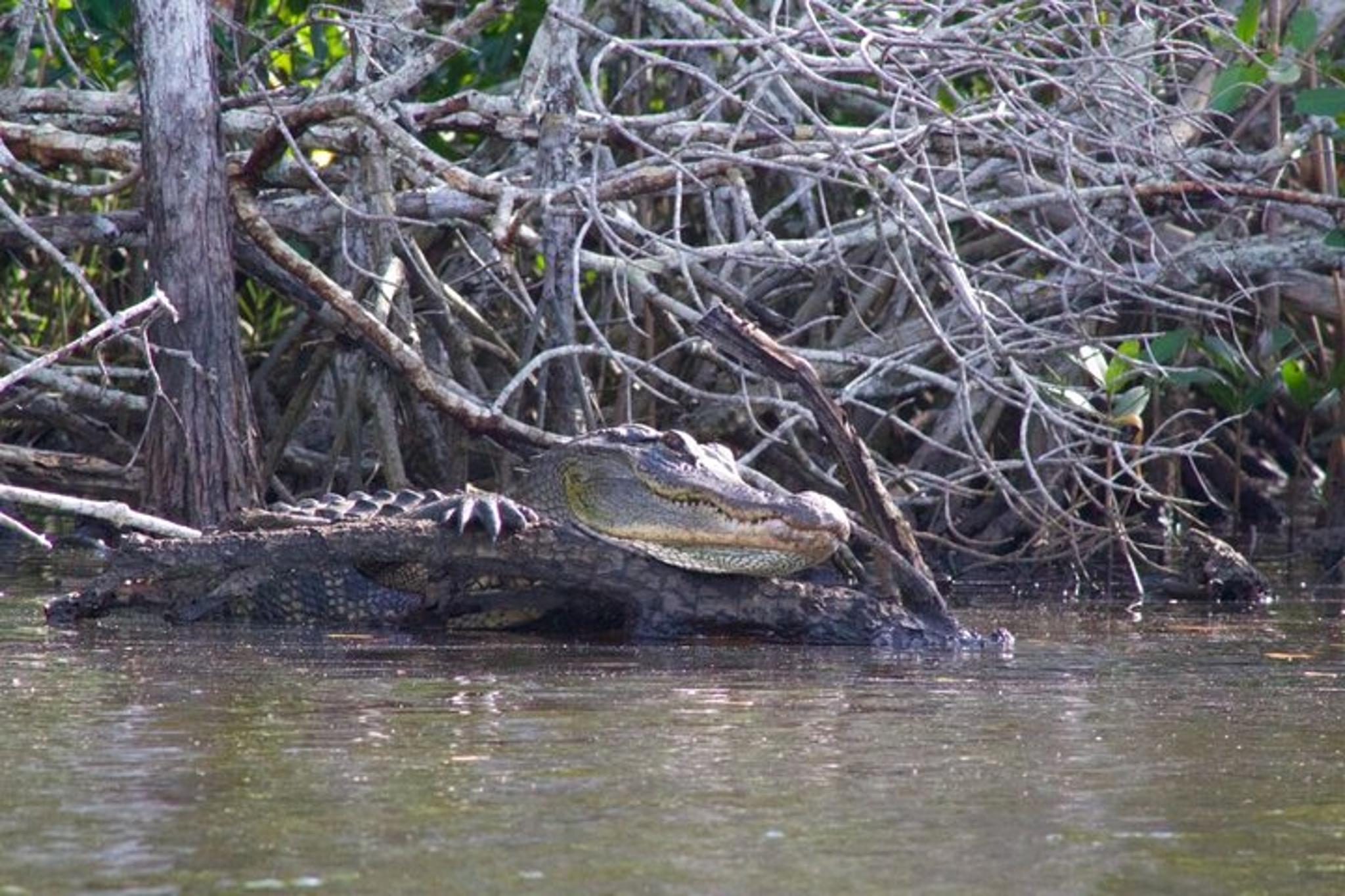 10,000 Islands Dolphin and Manatee Boat Tour - Image 6